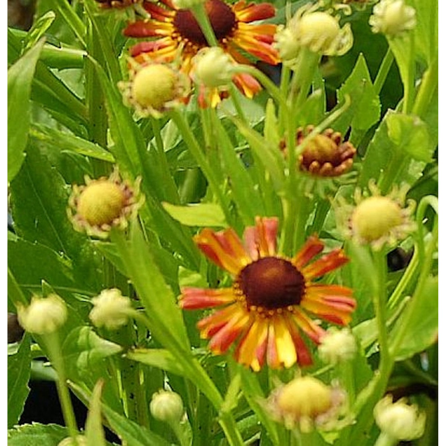 Sonnenbraut Loysder Wieck - Helenium cultorum günstig online kaufen