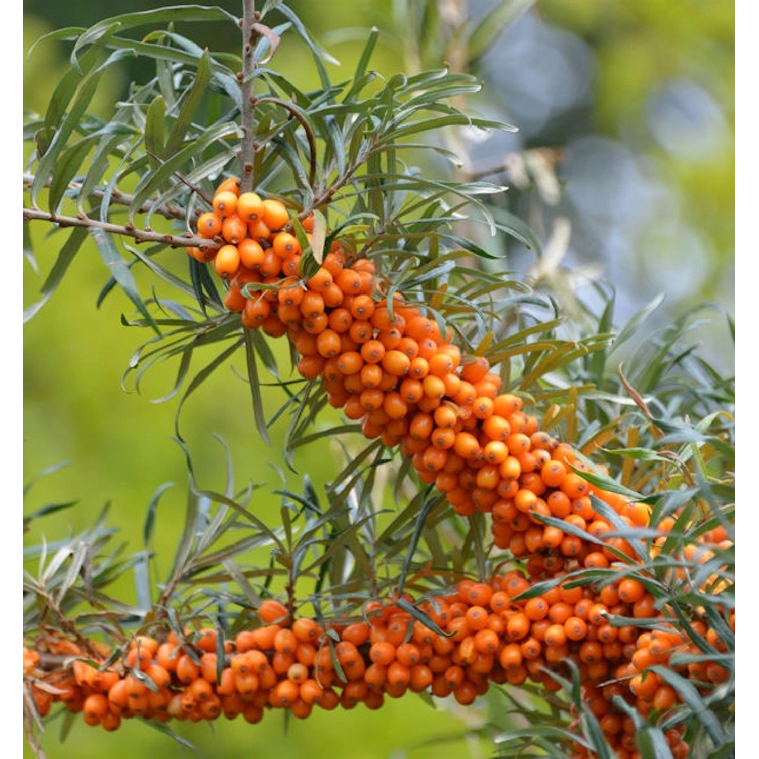 Weiblicher Sanddorn Askola 60-80cm - Hippophae rhamnoides günstig online kaufen