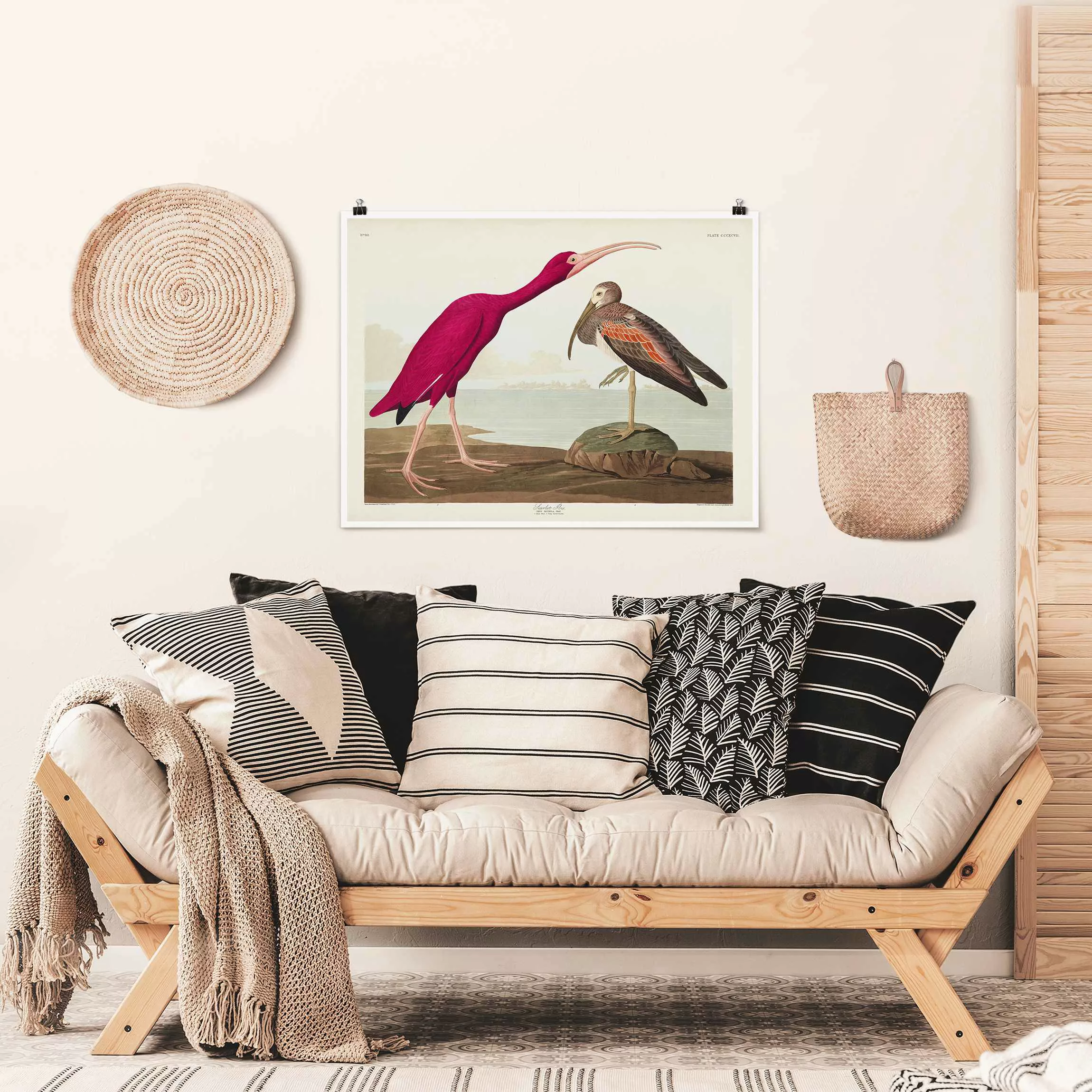 Poster Vintage Lehrtafel Roter Ibis günstig online kaufen