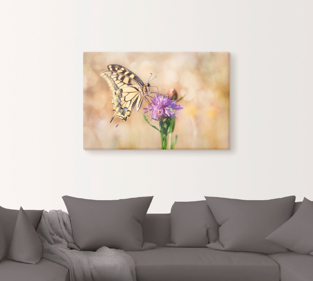 Artland Leinwandbild "Schwalbenschwanzschmetterling", Insekten, (1 St.), au günstig online kaufen