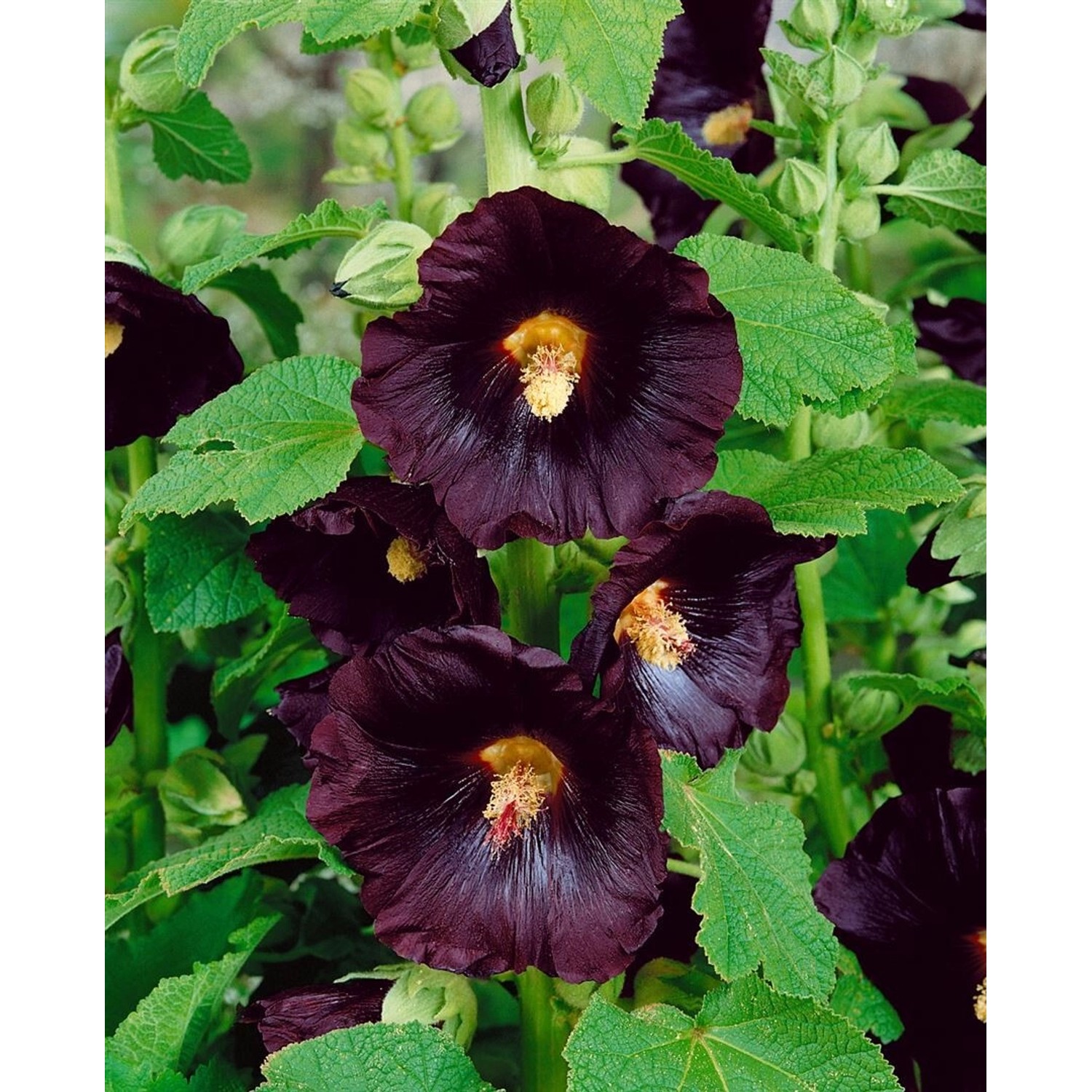 Alcea Rosea Stockrose Spotlight-Series 'Blacknight' Ca. 9x9 cm Topf günstig online kaufen