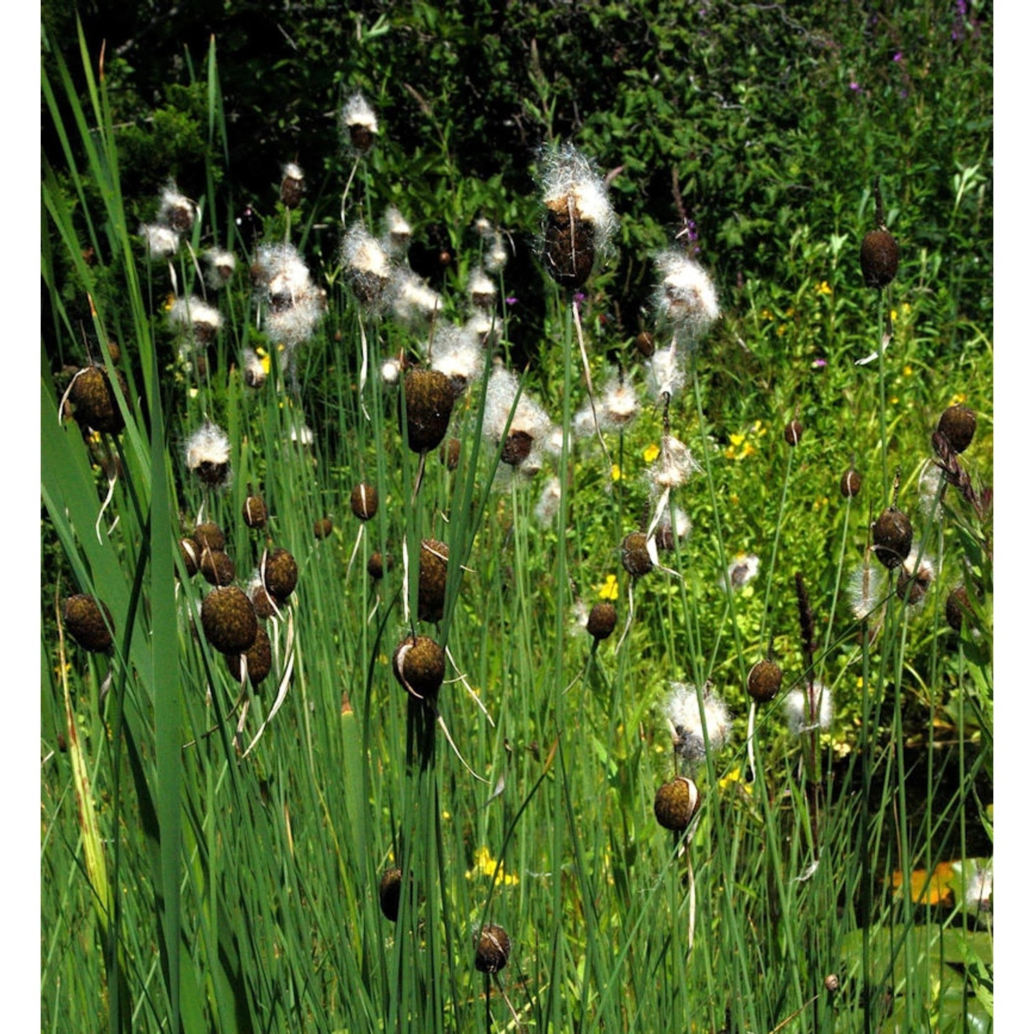 Zwerg Rohrkolben - Typha minima günstig online kaufen