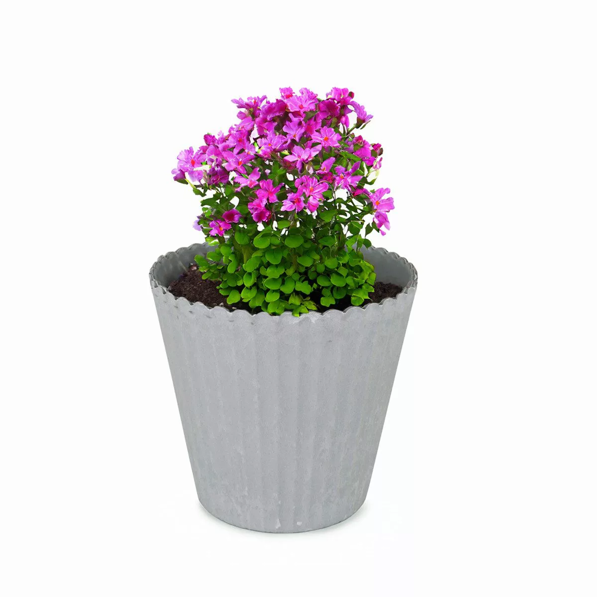matches21 HOME & HOBBY Blumentopf Blumen-Topf günstig online kaufen