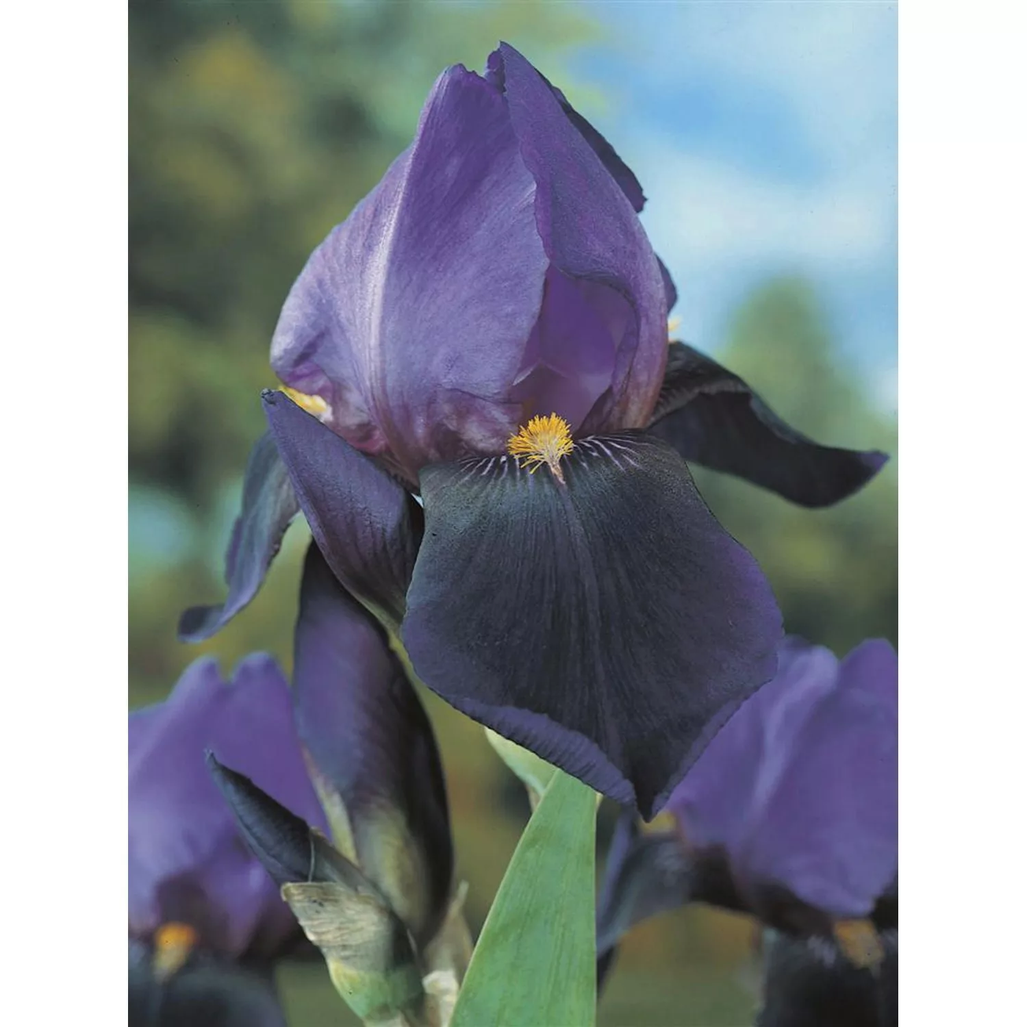 OBI Schwertlilie Dark Triumph Violett Topf-Ø ca. 9 cm x 9 cm Iris günstig online kaufen