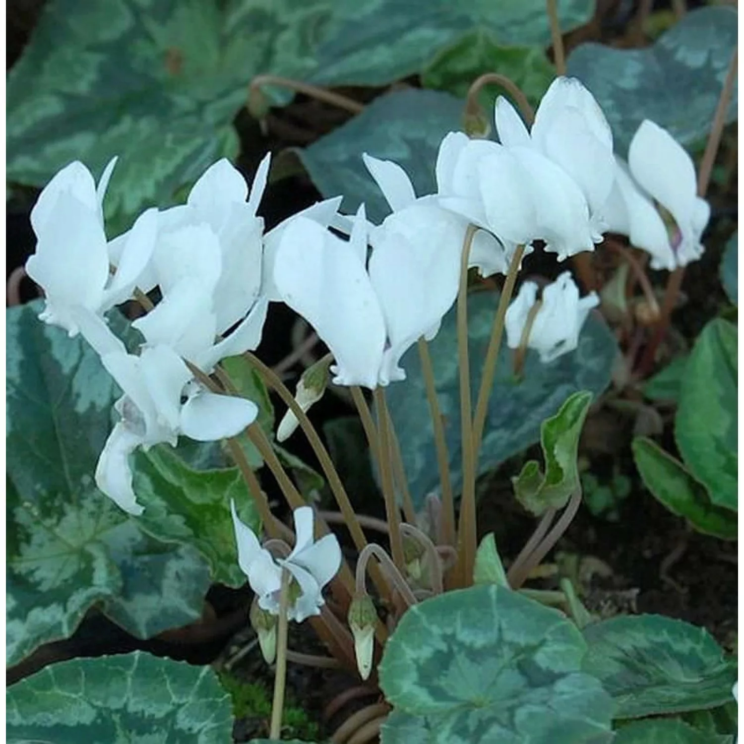 Herbst Alpenveilchen Perlenteppich - Cyclamen hederifolium günstig online kaufen