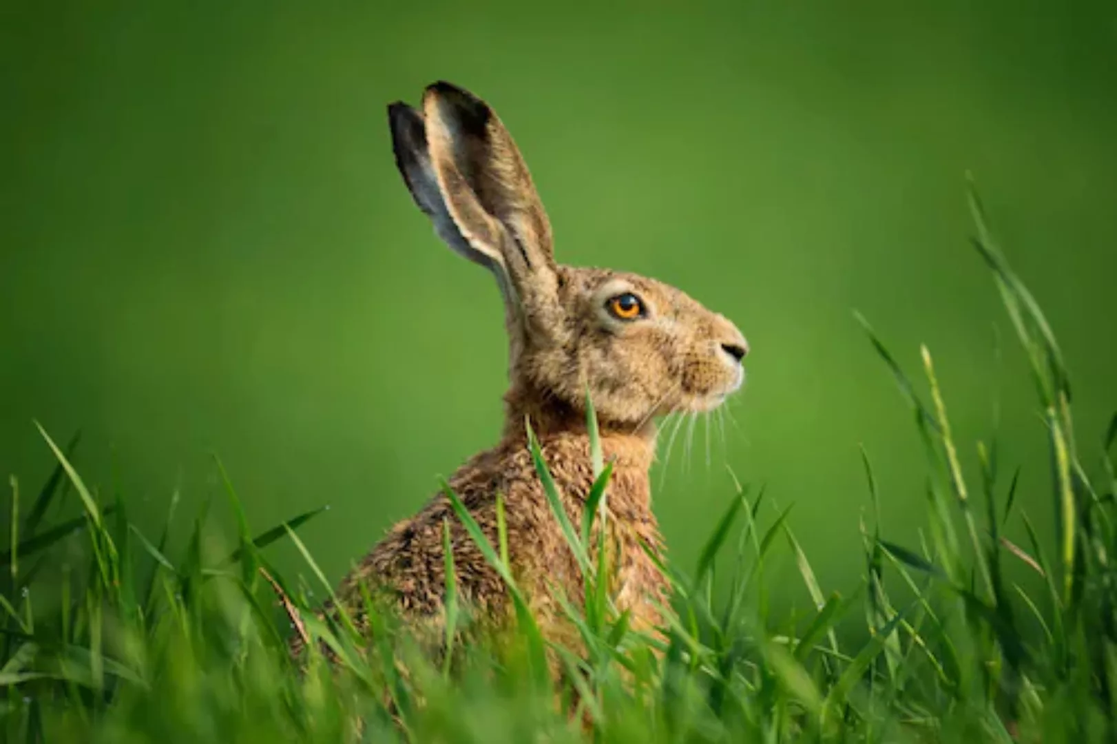 Papermoon Fototapete »hase in wiese« günstig online kaufen