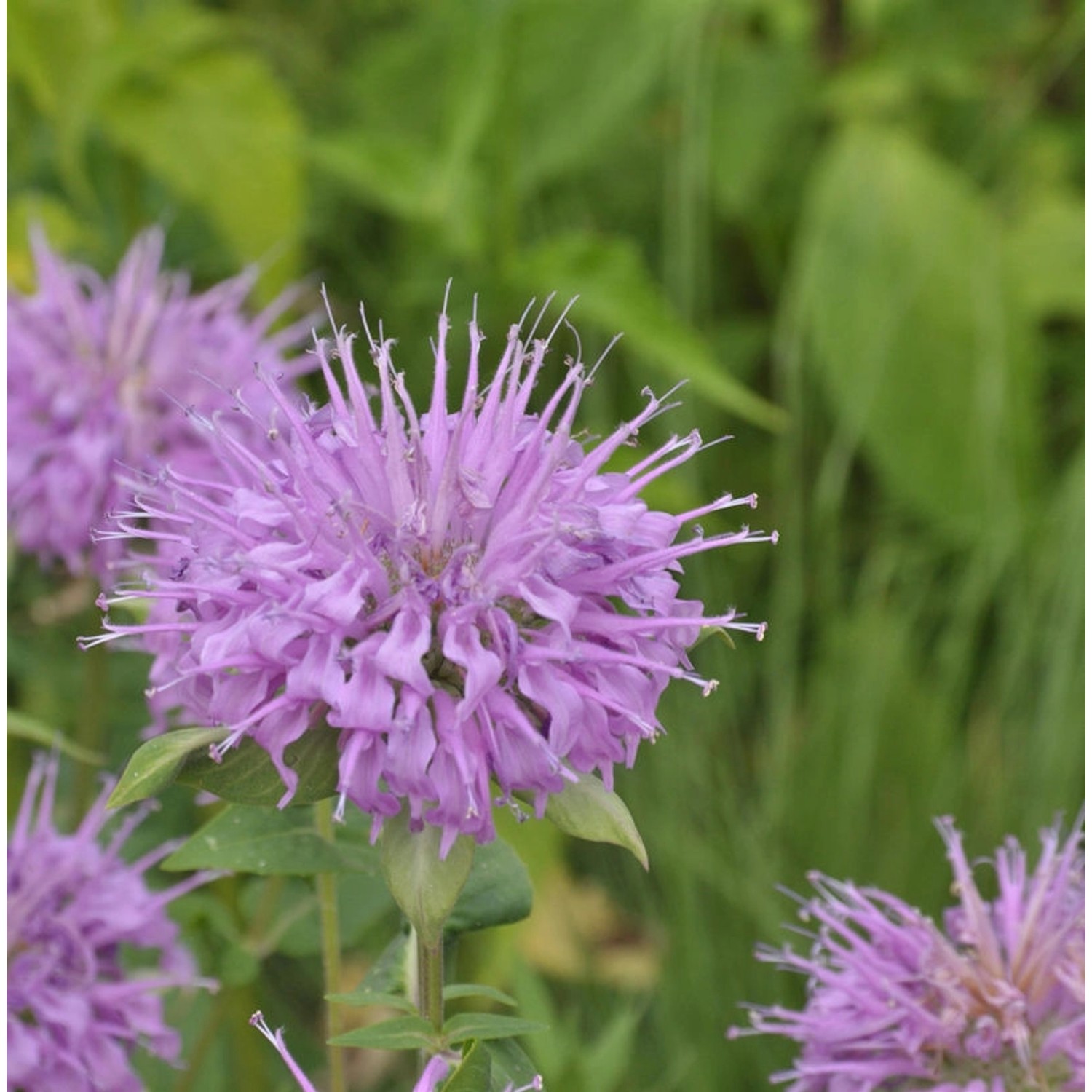 Bergamot Indianernessel - Monarda fistulosa günstig online kaufen