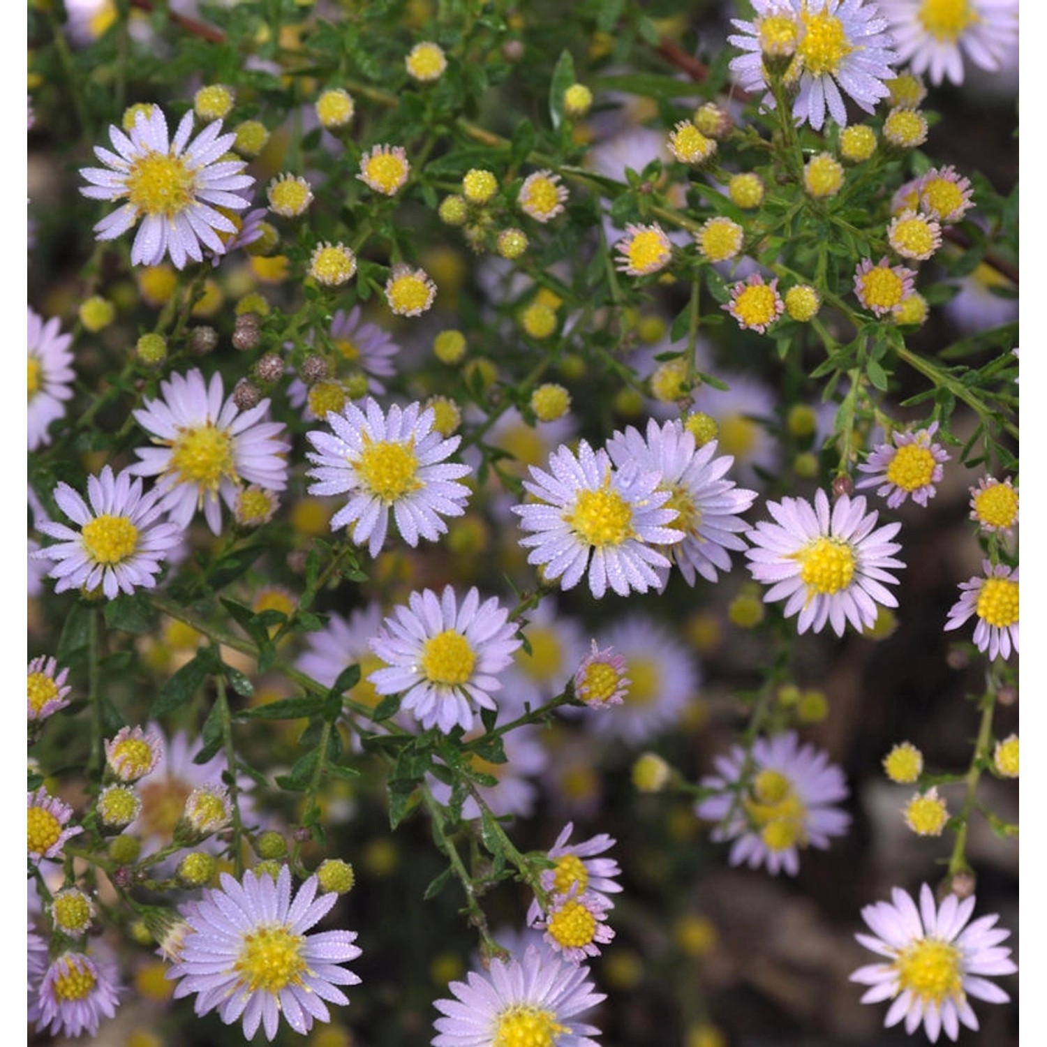 Myrtenaster Blue Wonder - Aster ericoides günstig online kaufen