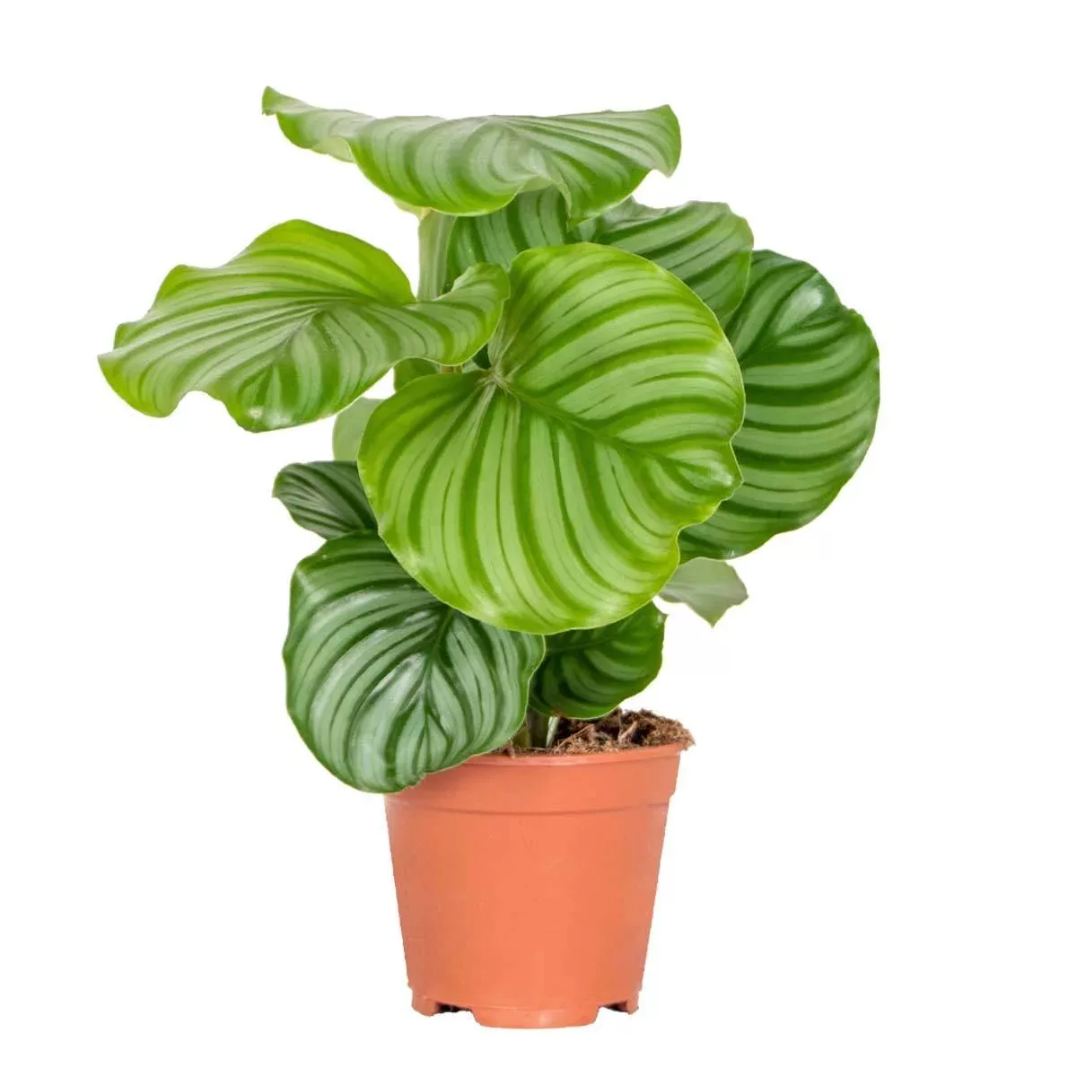 Casa Caron | Calathea Orbifolia günstig online kaufen