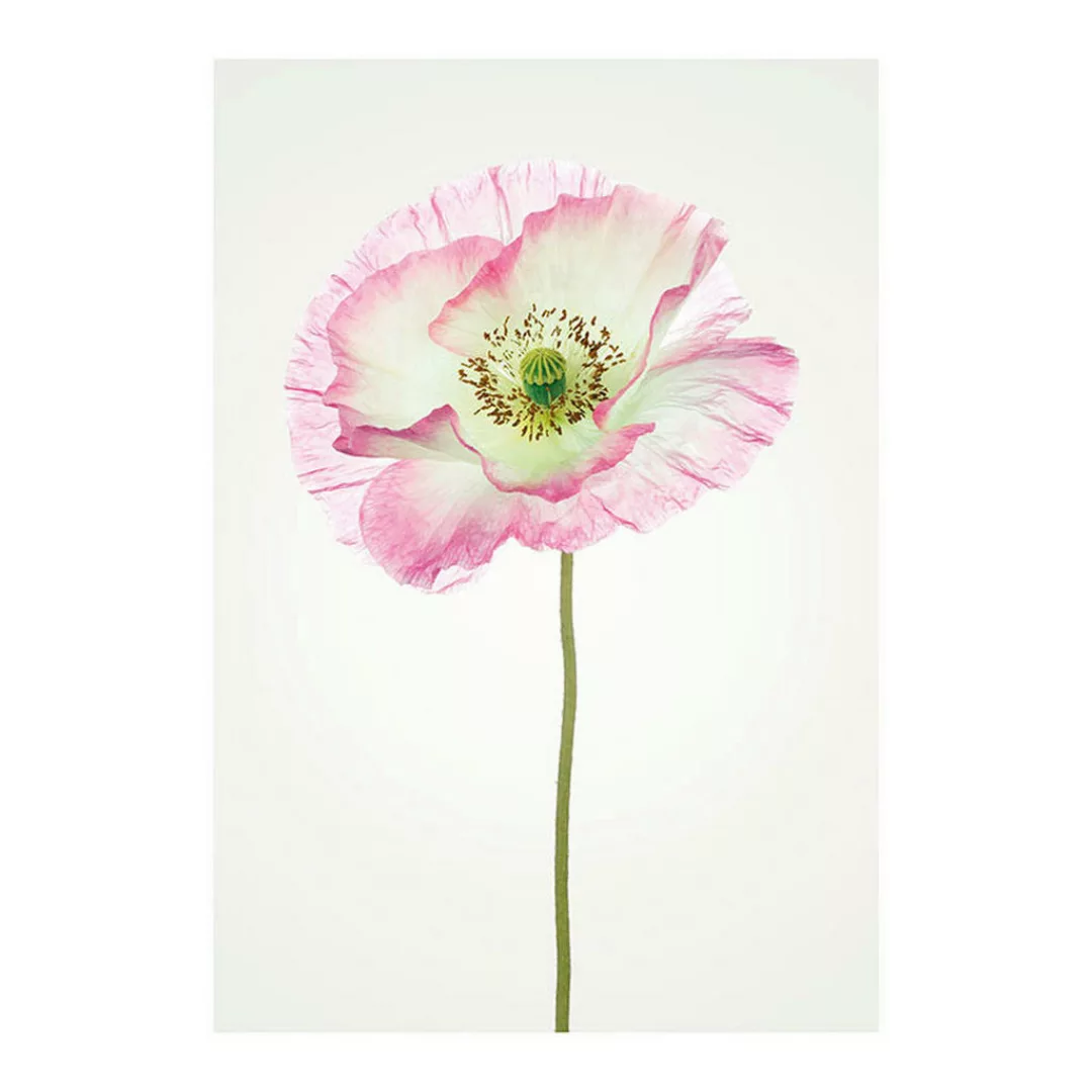 KOMAR Wandbild - Poppy  - Größe: 50 x 70 cm mehrfarbig Gr. one size günstig online kaufen