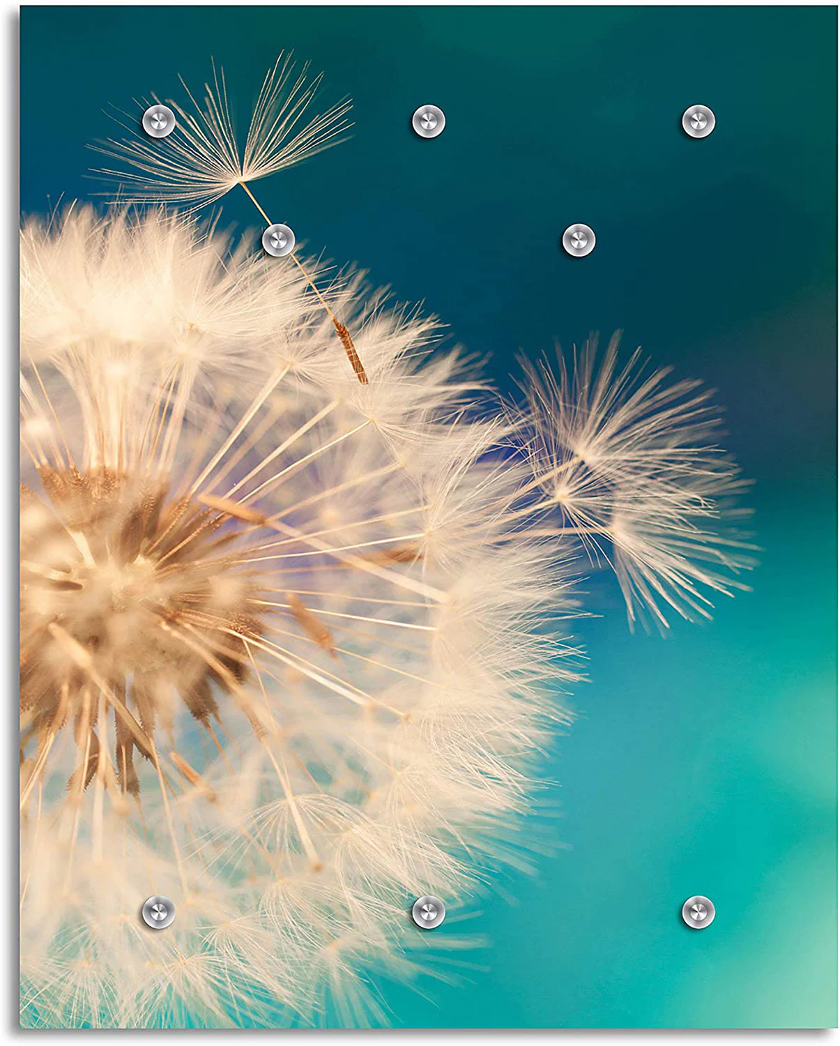 queence Garderobenleiste "Anneli", Wand Garderobe, Blume, Pusteblume, platz günstig online kaufen