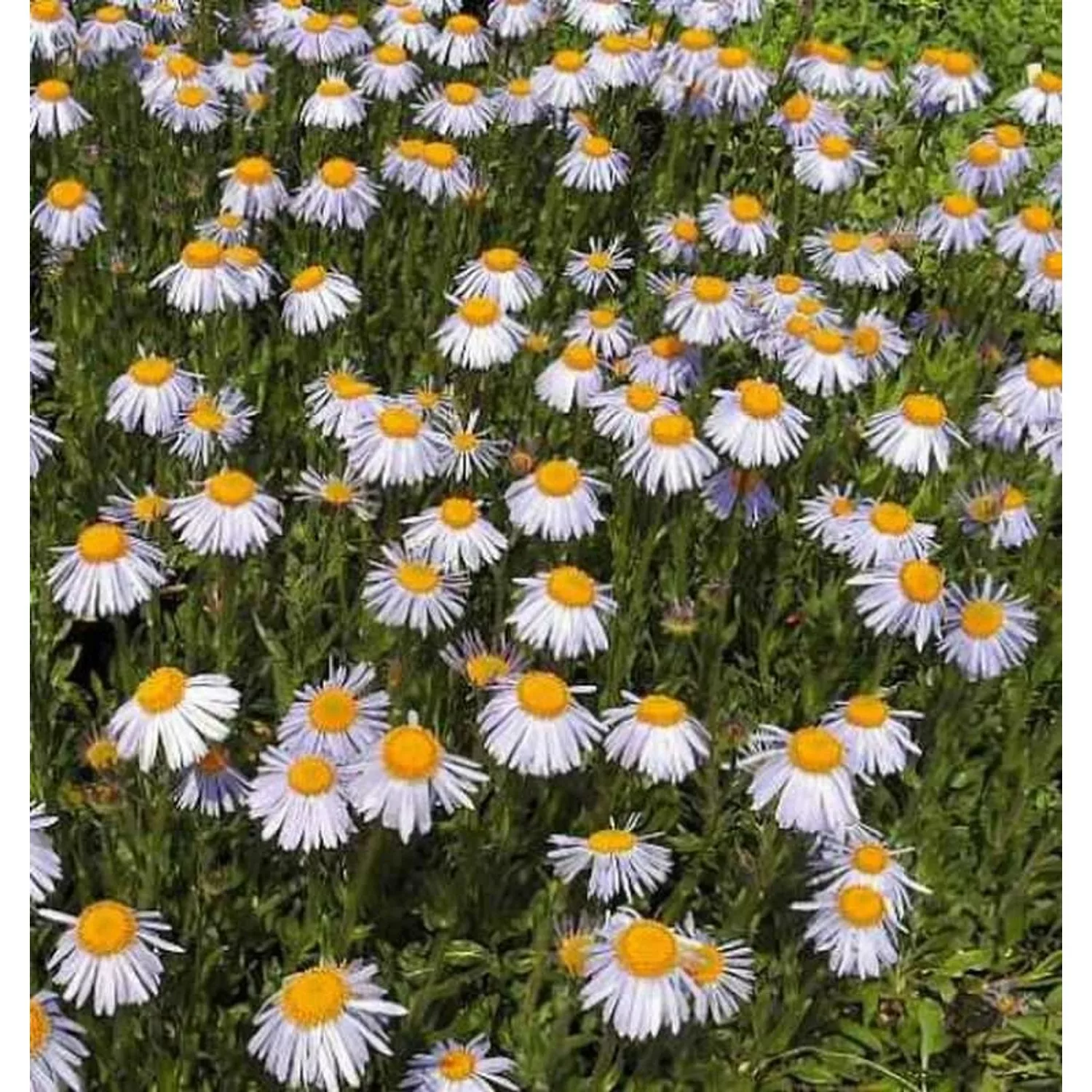 Frühsommeraster Berggarten - Aster tongolensis günstig online kaufen