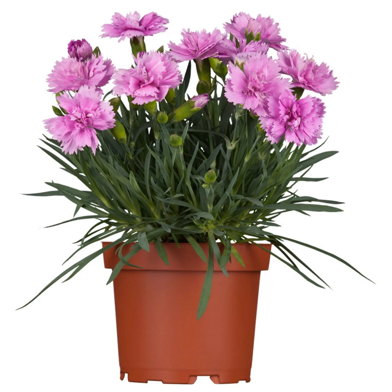 Garten-Pfingstnelke Pink Jewel Rosa Topf 9 x 9 cm Dianthus gratianopolitanu günstig online kaufen