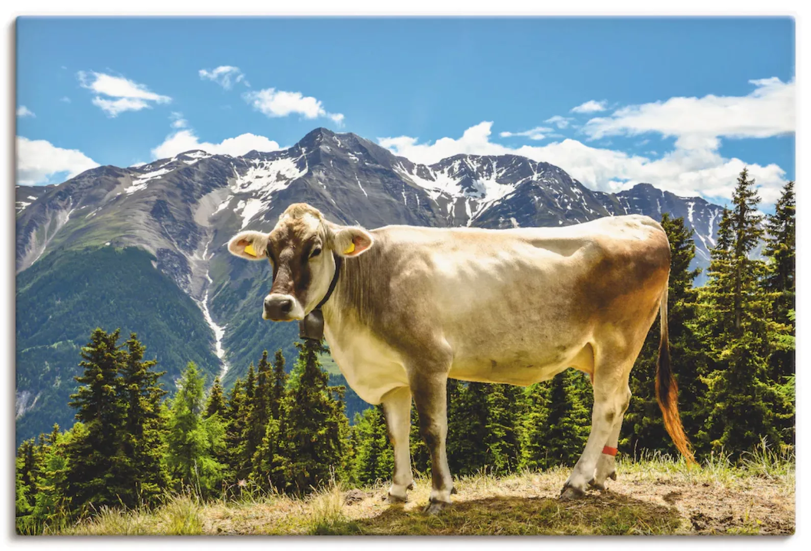 Artland Wandbild "Bergkuh in den Alpen im Sommer", Haustiere, (1 St.) günstig online kaufen
