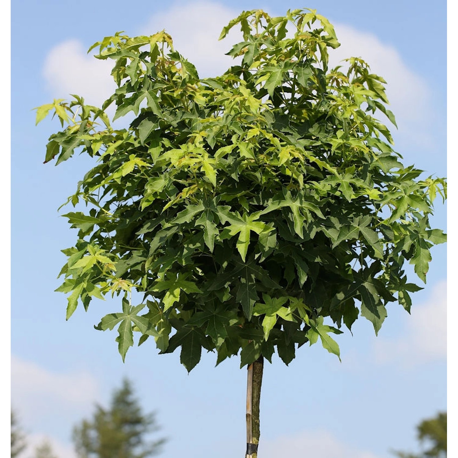 Hochstamm Kugel Amberbaum Gumball 60-80cm - Liquidambar styraciflua günstig online kaufen