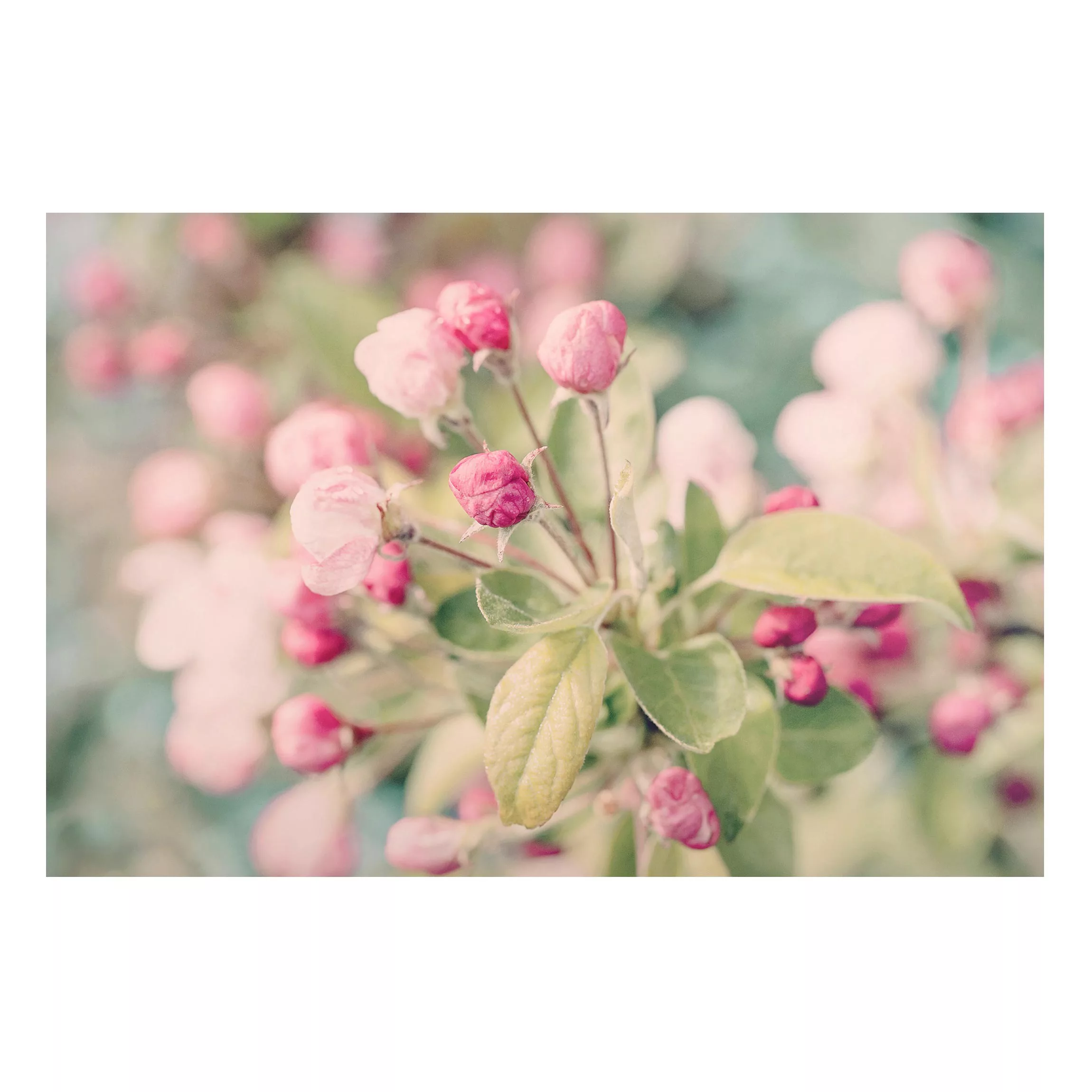 Magnettafel Apfelblüte Bokeh rosa günstig online kaufen