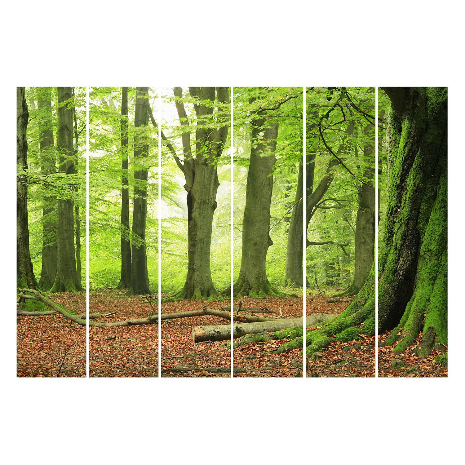Schiebegardinen Set Natur & Landschaft Mighty Beech Trees günstig online kaufen