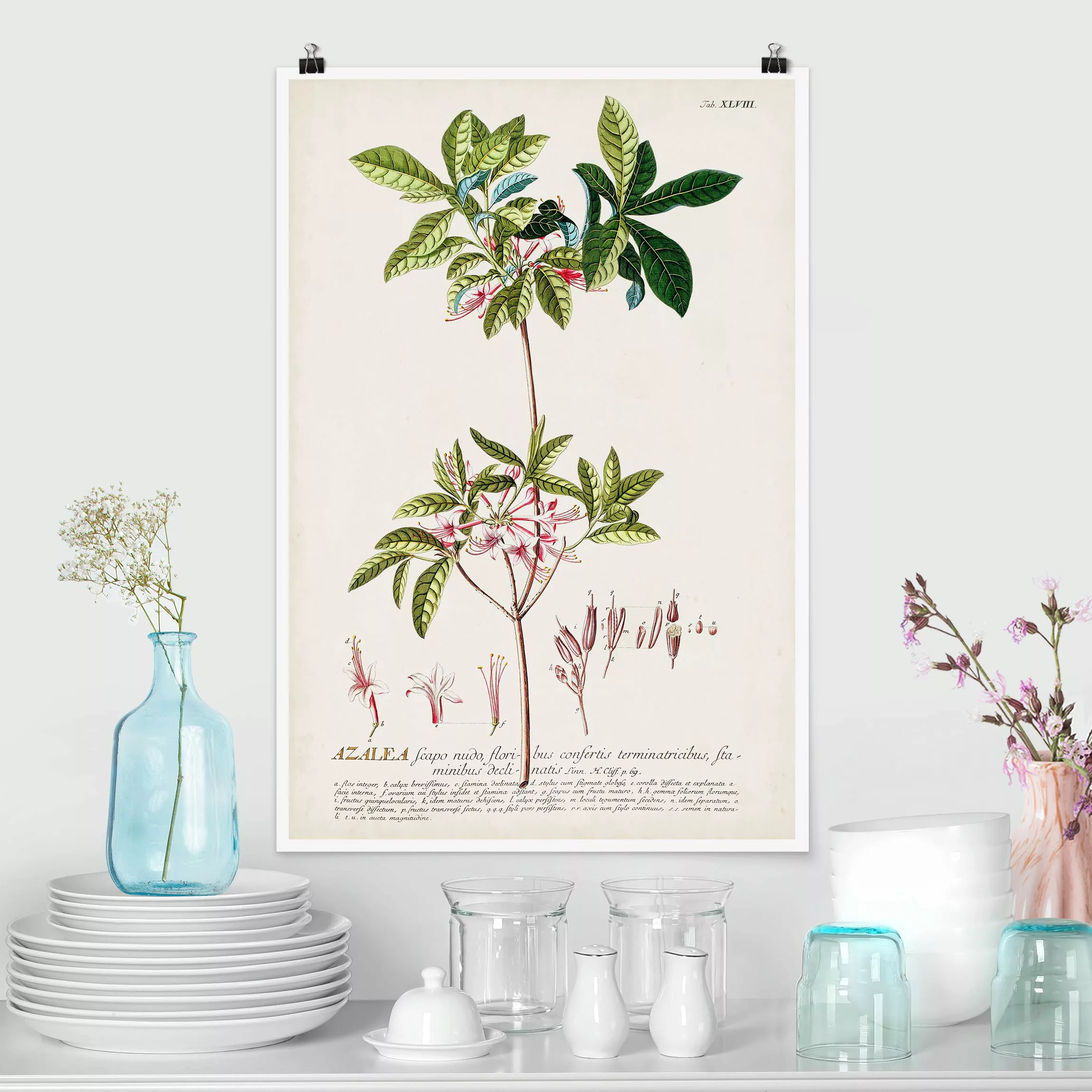 Poster Vintage Botanik Illustration Azalee günstig online kaufen