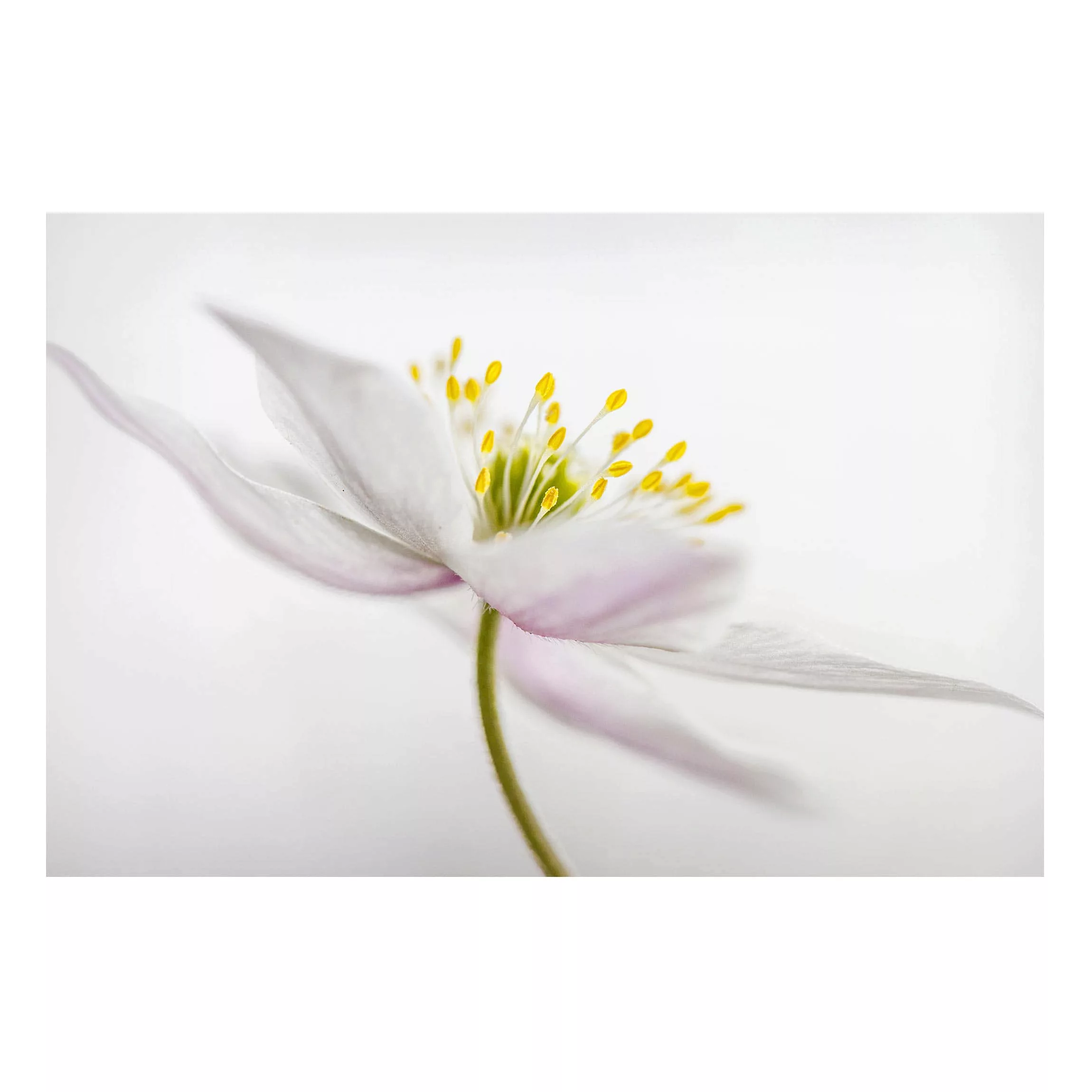 Magnettafel Blumen - Querformat 3:2 Nemorosa günstig online kaufen