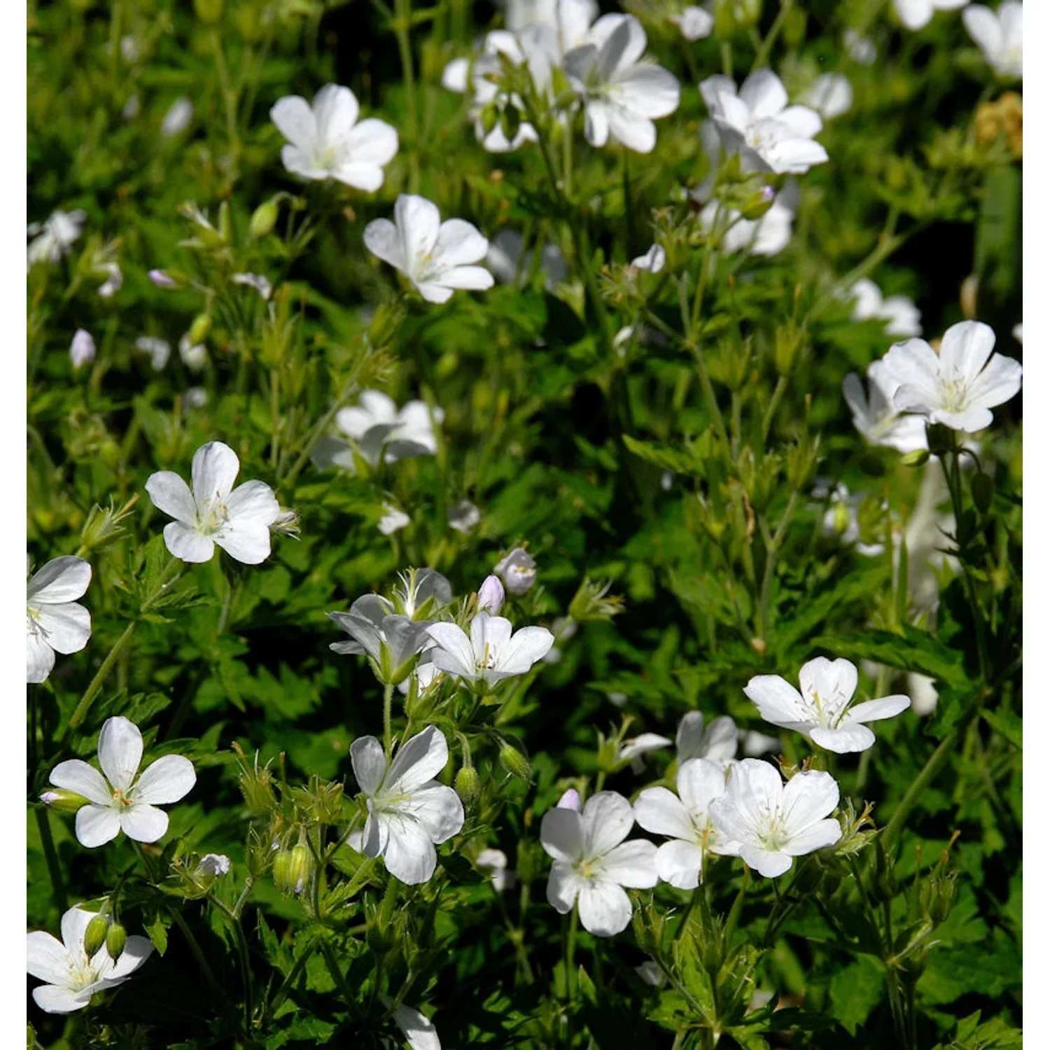 Storchenschnabel Sanne - Geranium cultorum günstig online kaufen