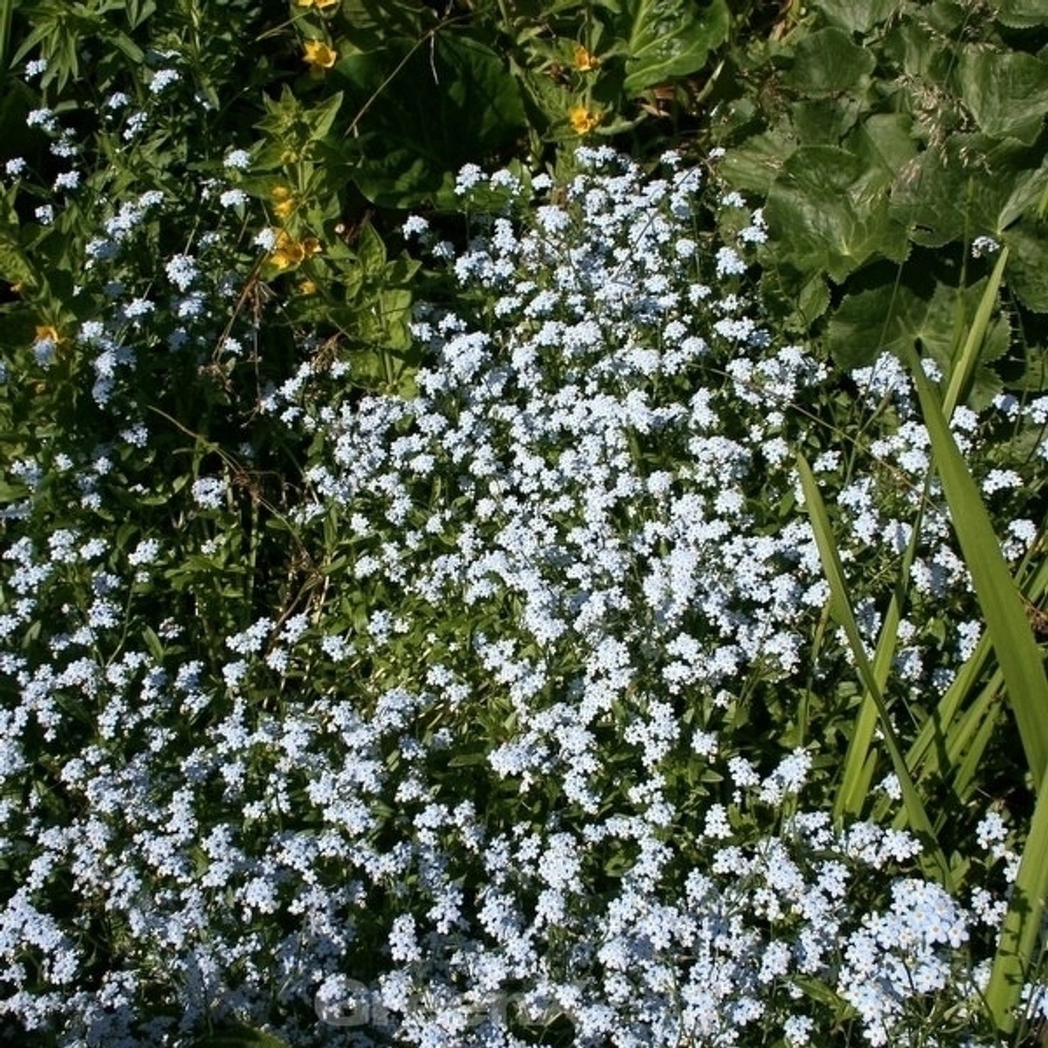 Gagelstrauch 40-60cm - Myrica gale günstig online kaufen