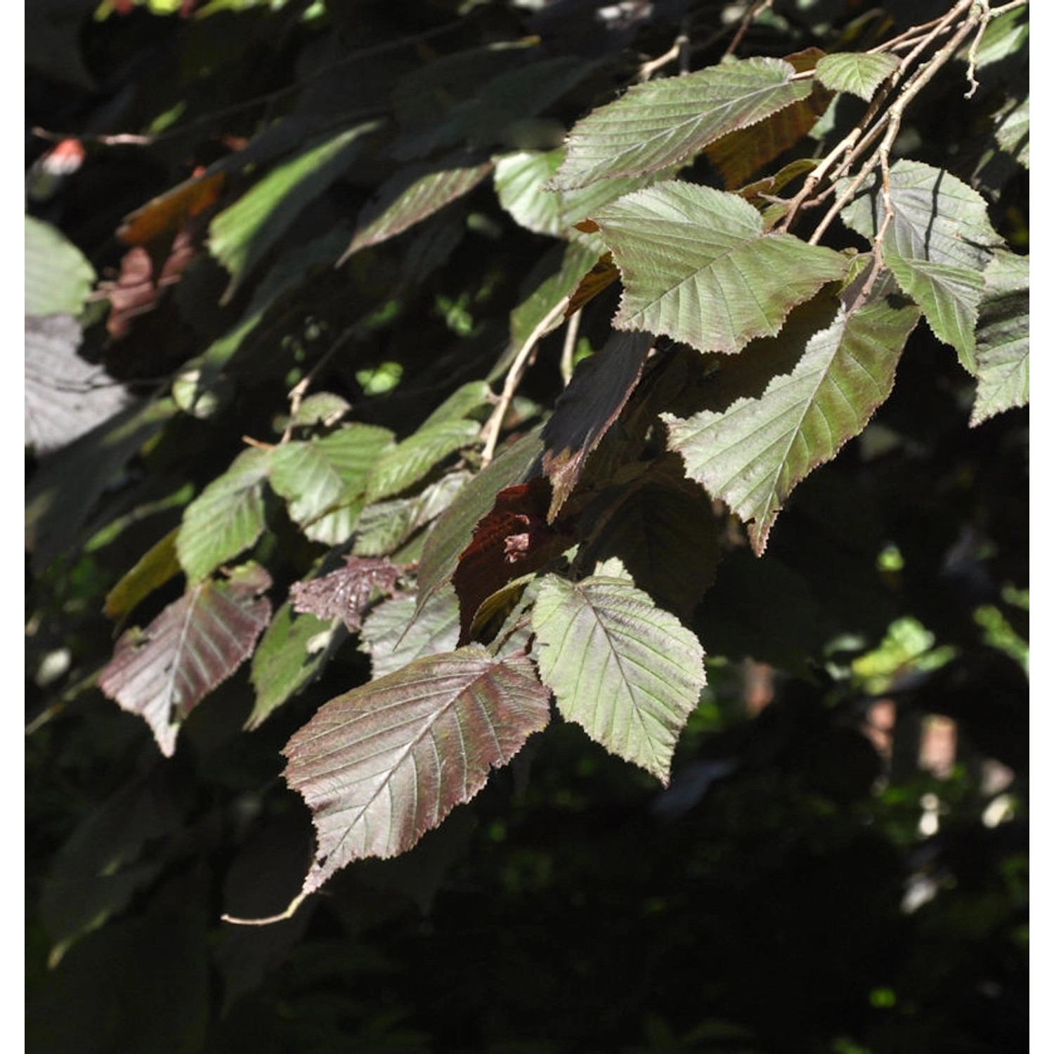 Purpur Hasel 100-125cm - Corylus maxima günstig online kaufen