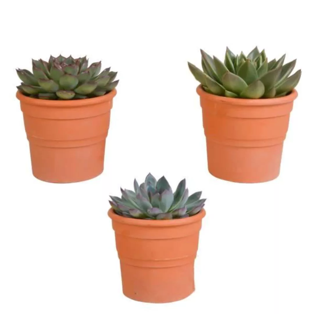 Casa Caron | Set mit 3 Echeveria-Mix - Terrakotta-Töpfe günstig online kaufen