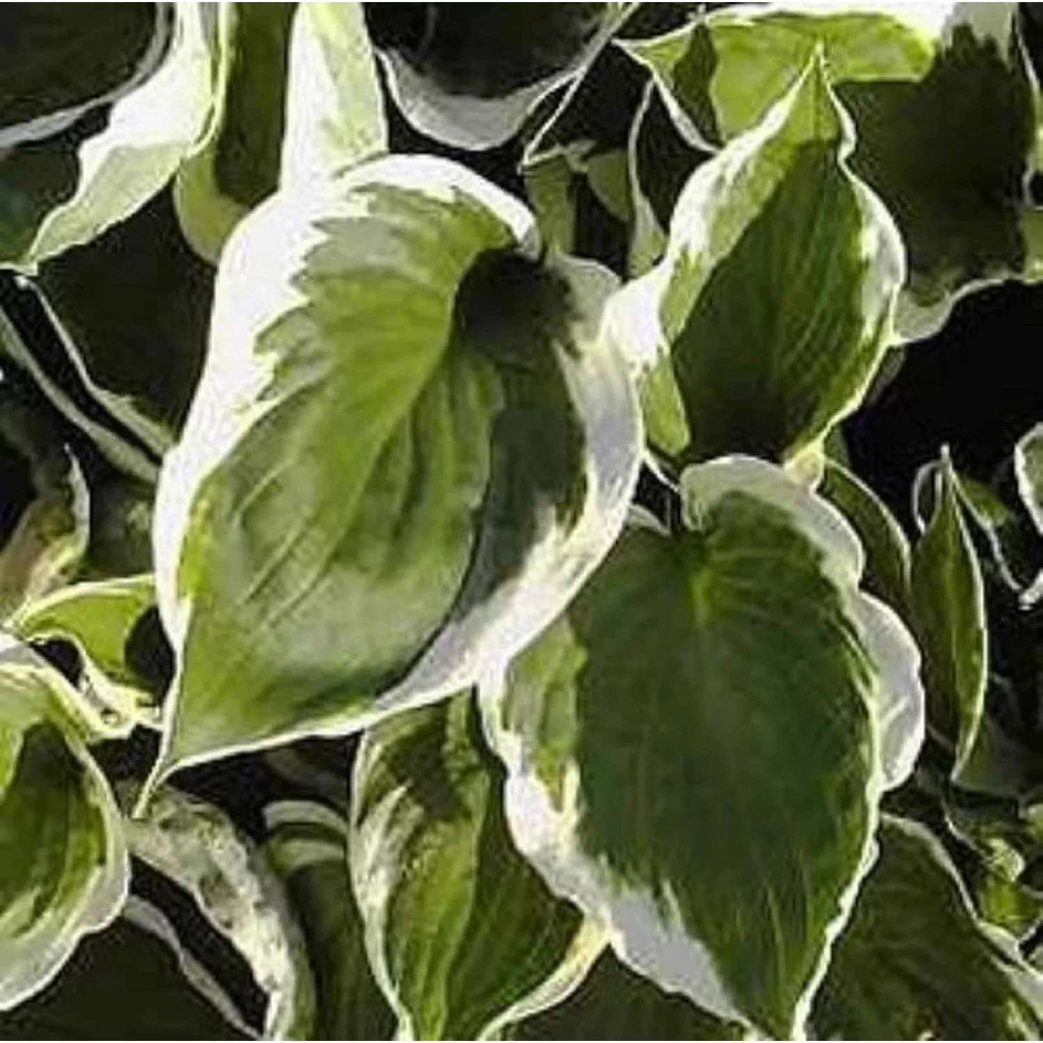 Funkie Ground Master - Hosta cultorum günstig online kaufen