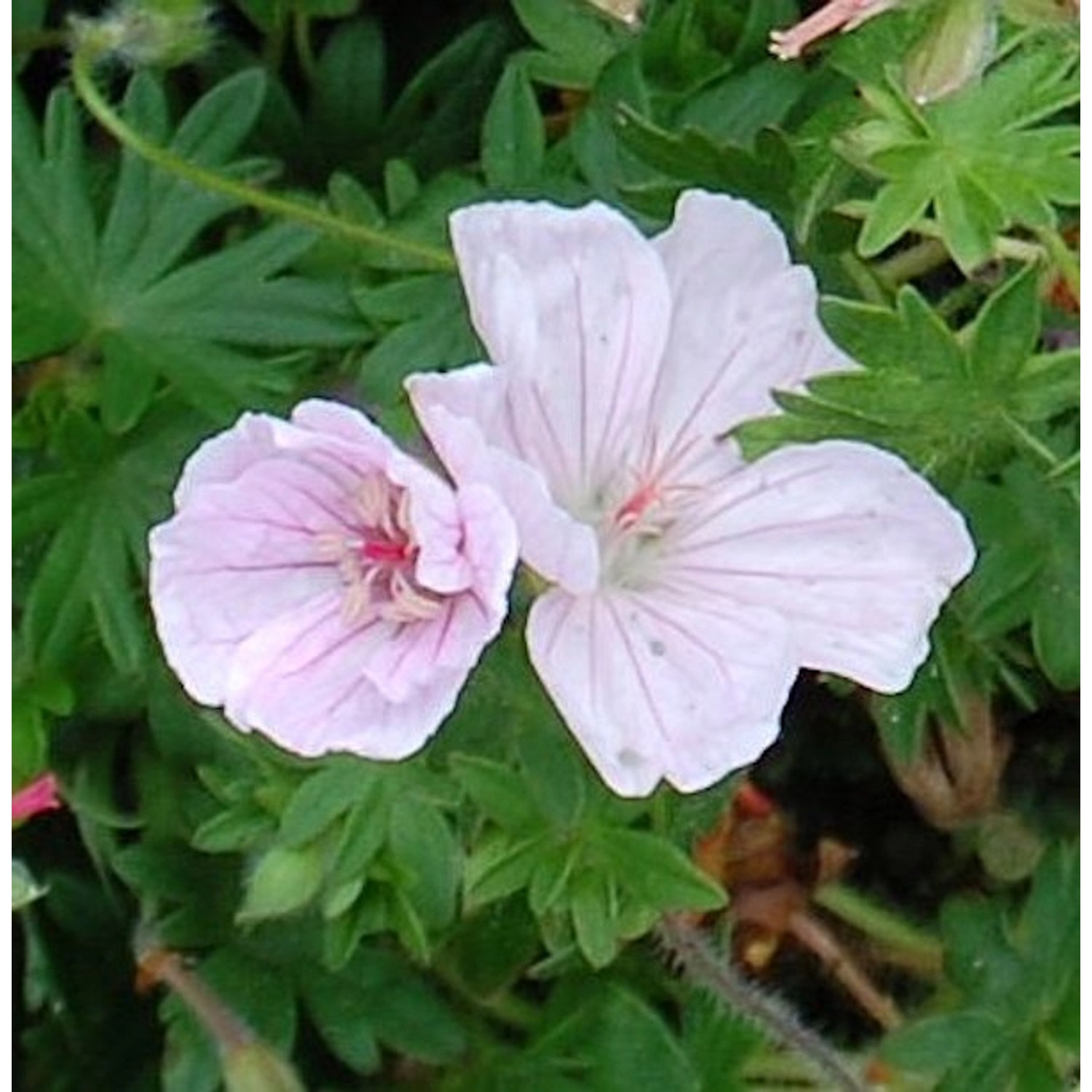 Waldstorchschnabel Striatum - Geranium sylvaticum günstig online kaufen