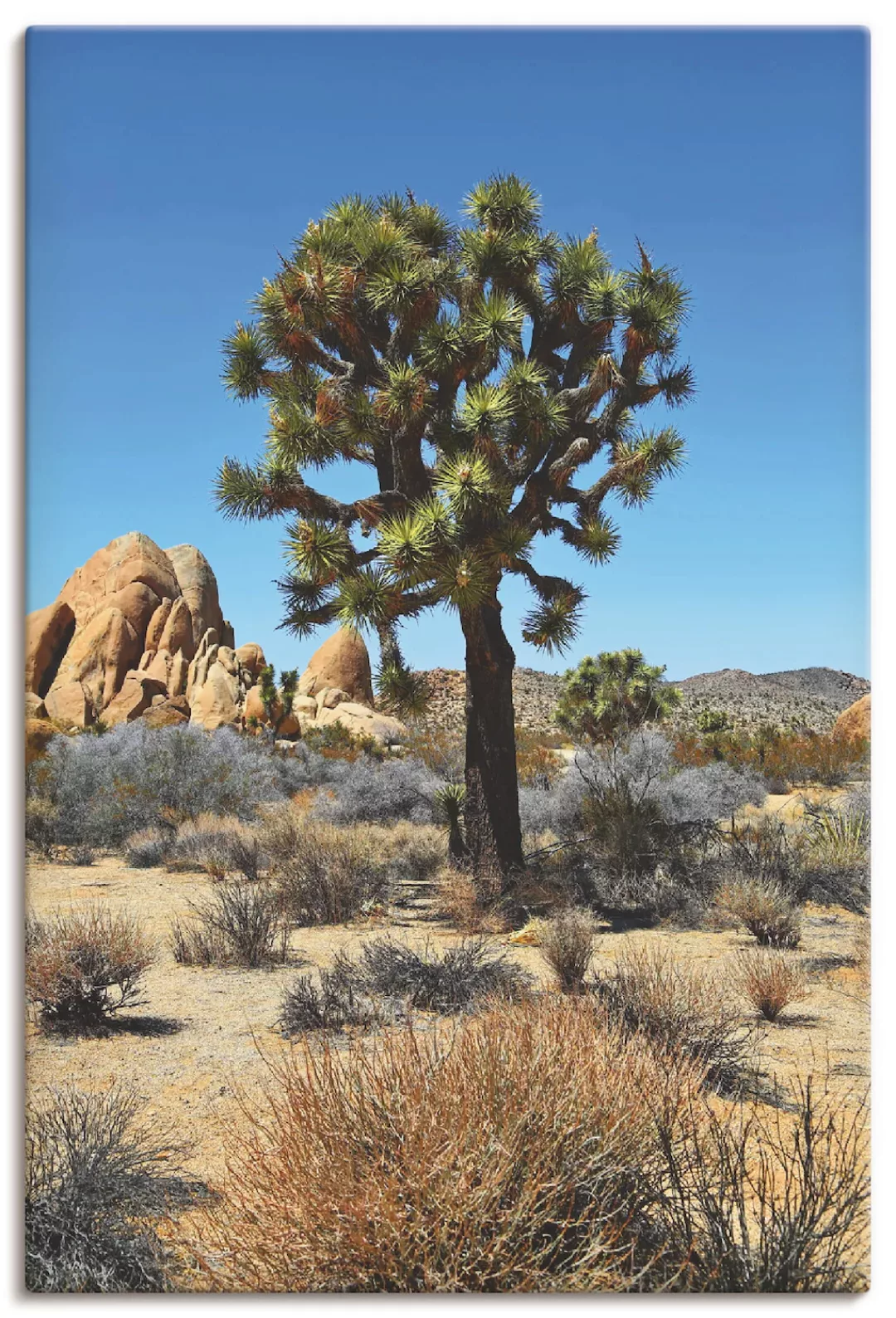 Artland Leinwandbild »Joshua Tree in der Mojave Wüste III«, Wüste, (1 St.), günstig online kaufen