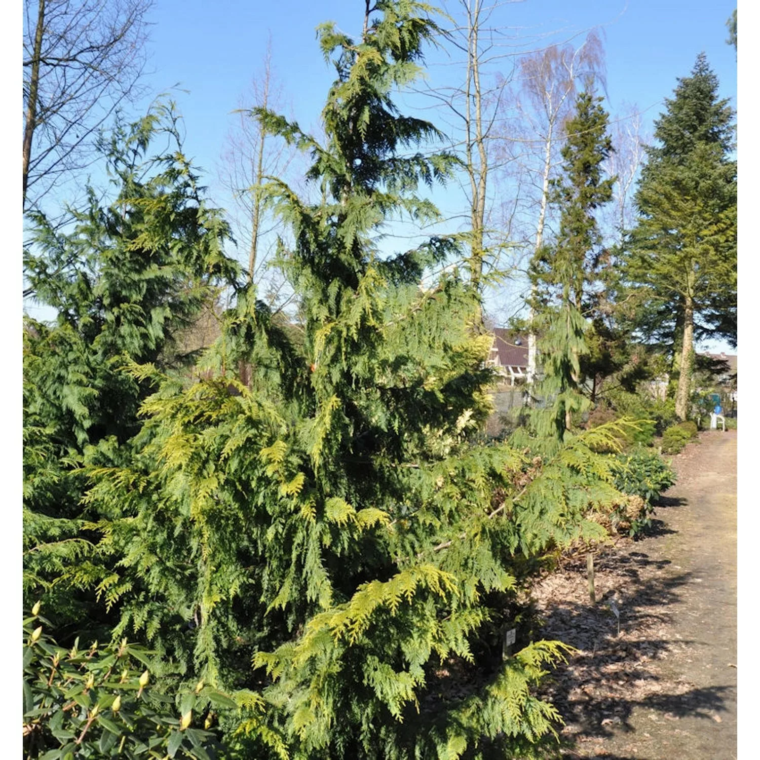 Gelbe Nootka  Scheinzypresse Aurea 80-100cm - Chamaecyparis nootkatensis günstig online kaufen