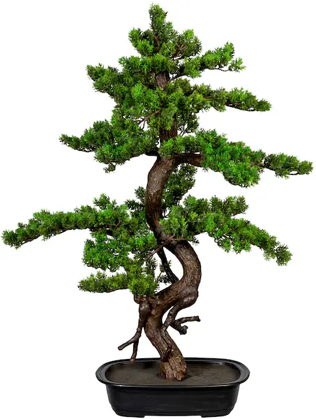 Creativ green Kunstbonsai »Bonsai« günstig online kaufen