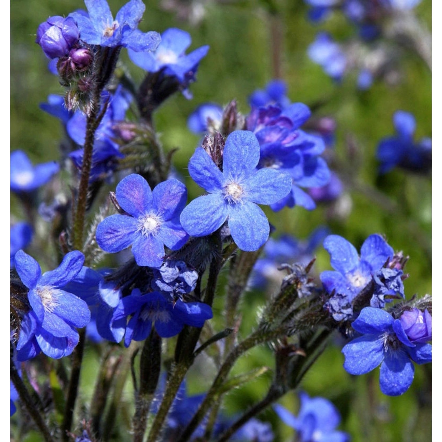 Ochsenzunge - Anchusa azurea günstig online kaufen