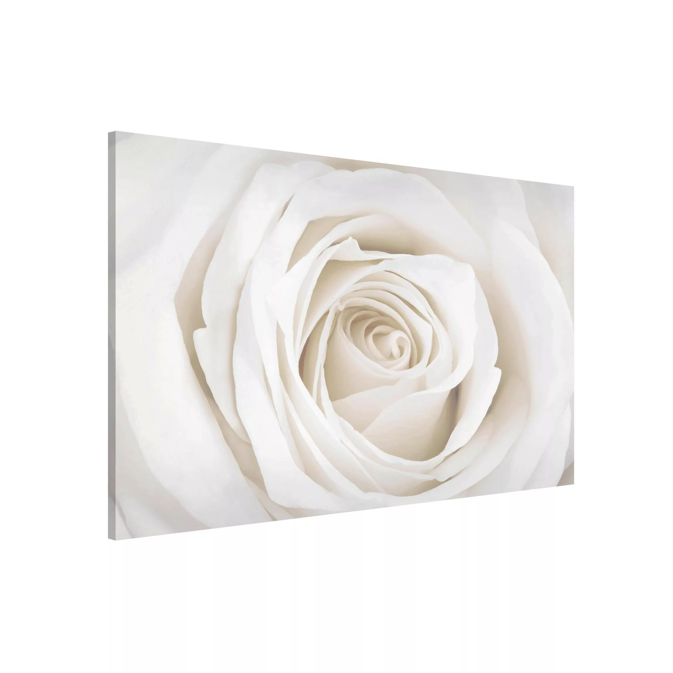 Magnettafel Blumen - Querformat 3:2 Pretty White Rose günstig online kaufen