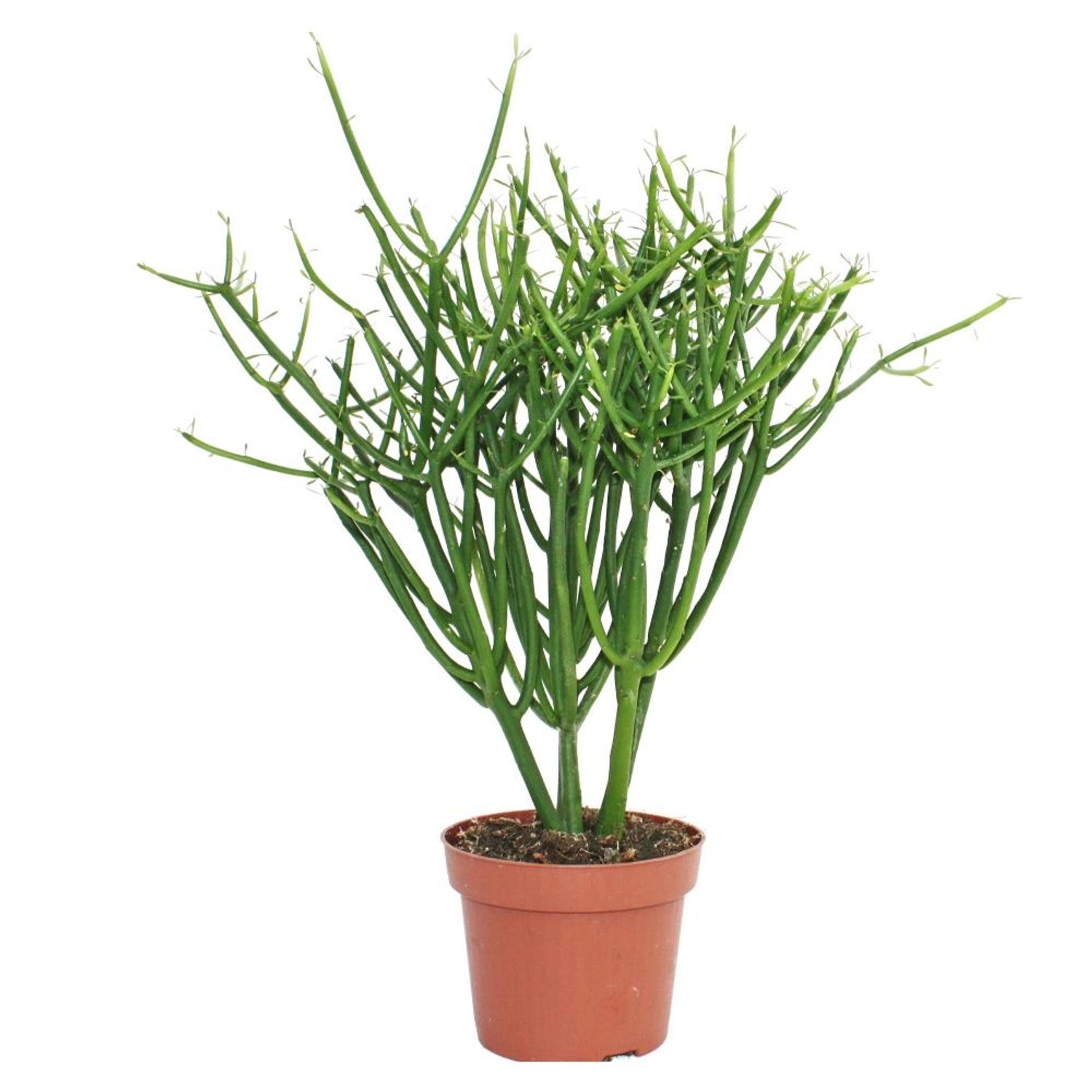 Exotenherz Euphorbia Tirucalli Bleistiftkaktus Grosse Pflanze im 12cm Topf günstig online kaufen