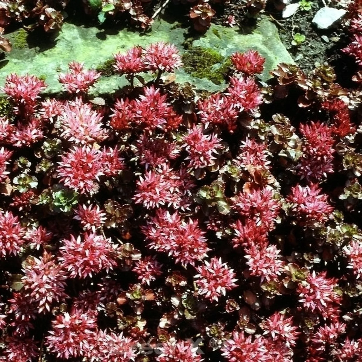 Kaukasus Asienfetthenne Schorbuser Blut - Sedum spurium günstig online kaufen