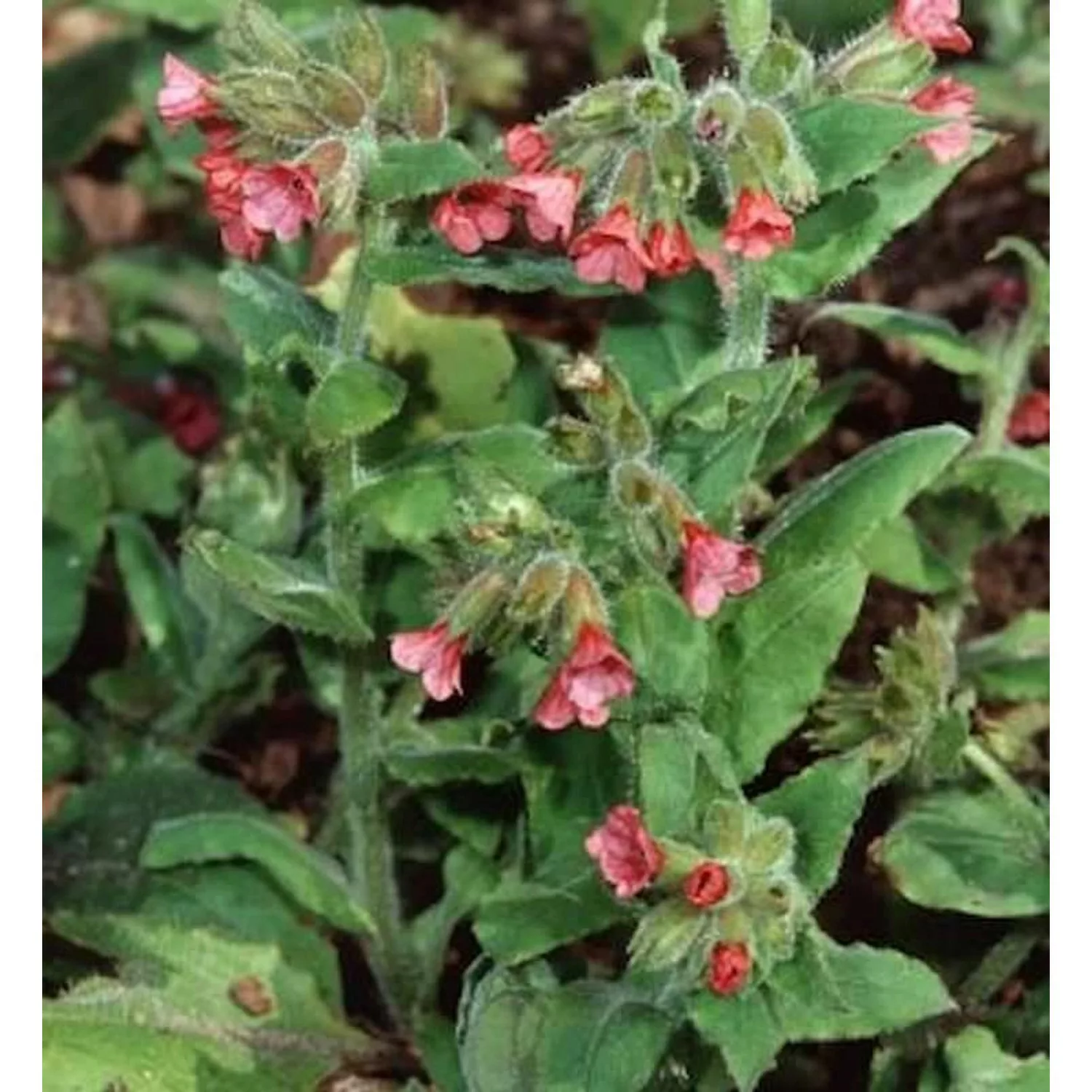 Lungenkraut Salmon Glow - Pulmonaria rubra günstig online kaufen