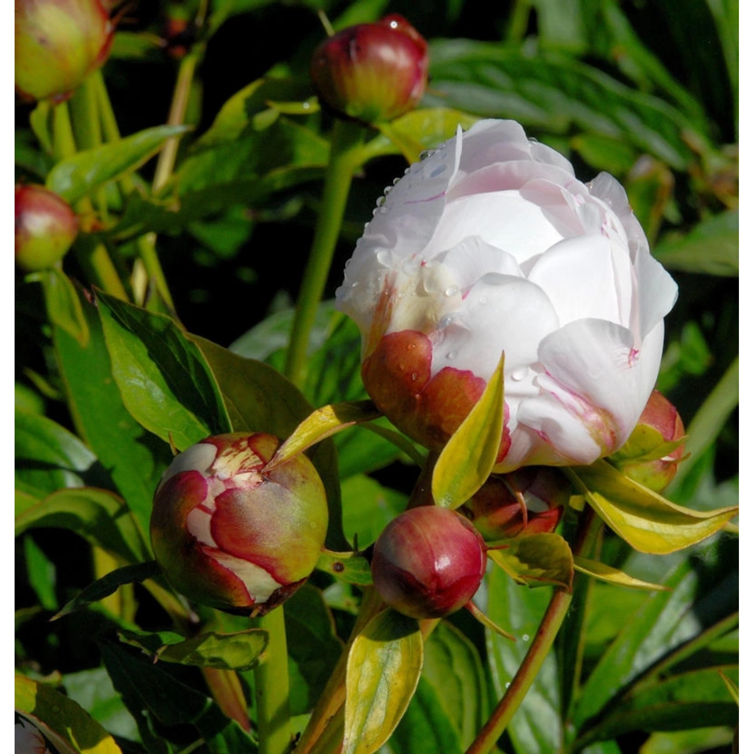 Edelpfingstrose Alice Harding - Paeonia lactiflora günstig online kaufen