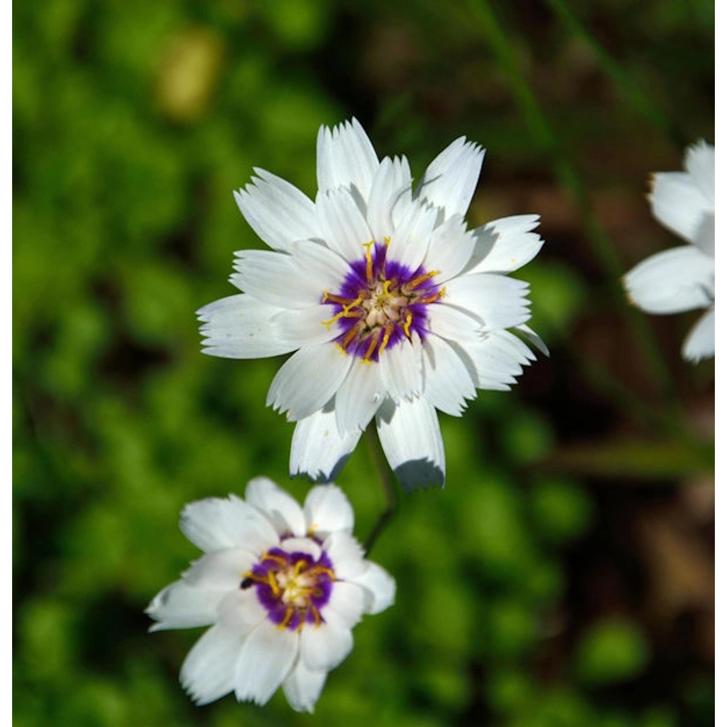 weiße Rasselblume - Catananche caerulea günstig online kaufen