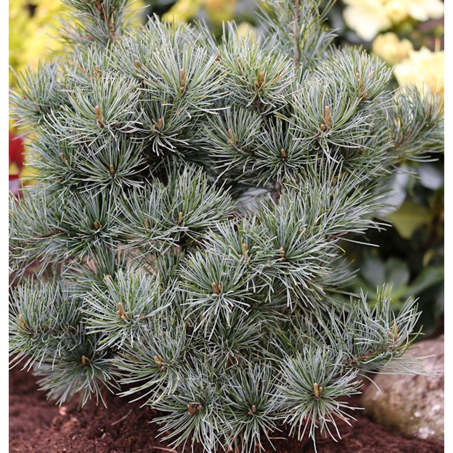 Japanische Zwergmädchenkiefer 20-25cm - Pinus parviflora günstig online kaufen