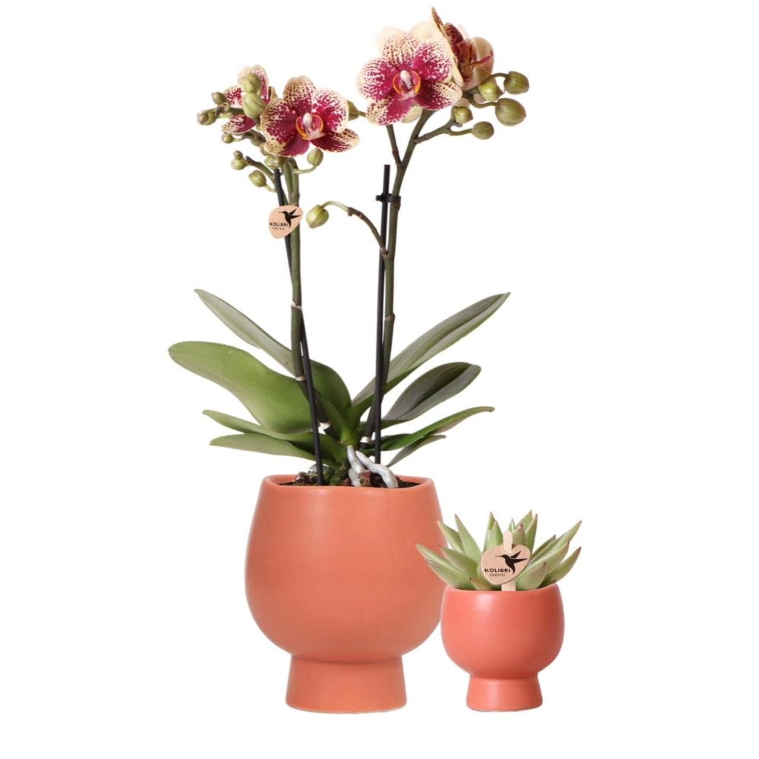 Kolibri Pflanzenset Zen face nude Set mit Altrosa Phalaenopsis Orchidee 12c günstig online kaufen