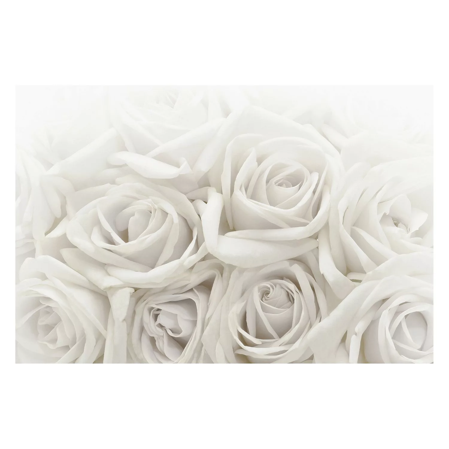 Bilderwelten Blumentapete Weiße Rosen weiß Gr. 288 x 190 günstig online kaufen