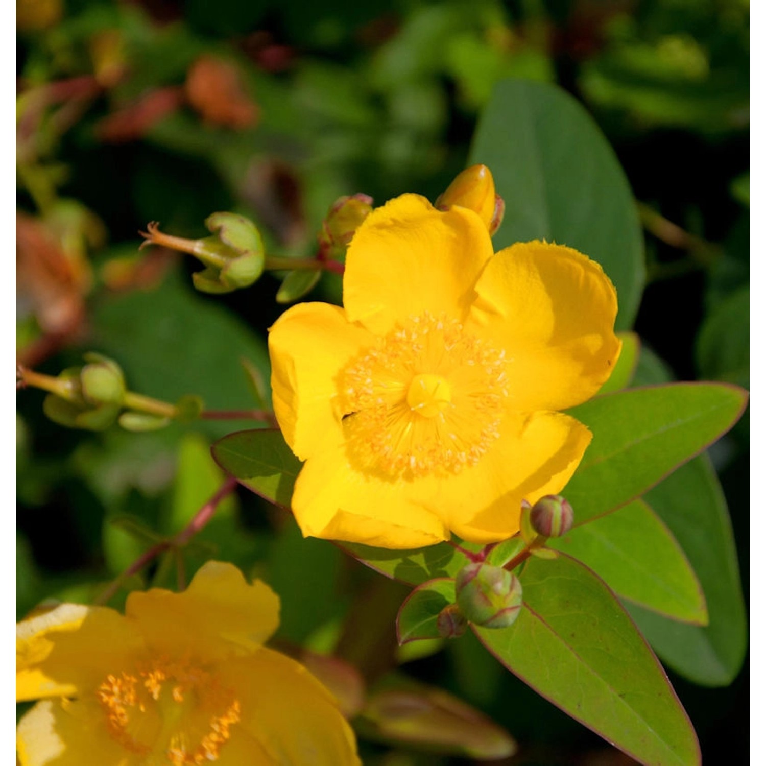 Großblumiges Johanniskraut Hidcote 30-40cm - Hypericum günstig online kaufen