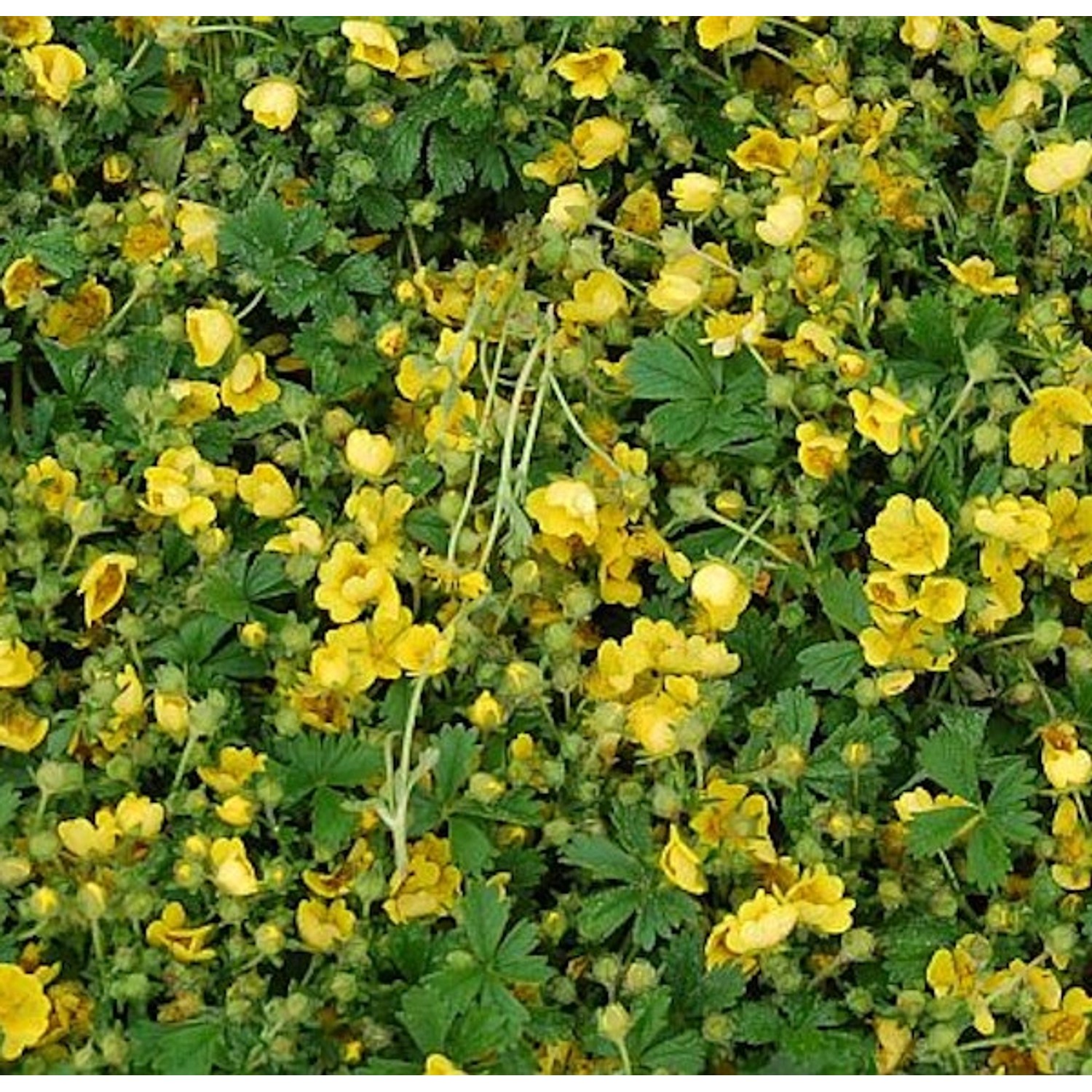 Frühlingsfingerkraut Nana - Potentilla neumanniana günstig online kaufen