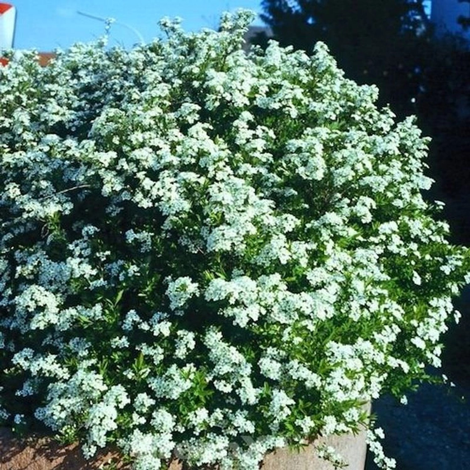 Frühlingsspiere Spiraea 40-60cm - Spiraea thunbergii günstig online kaufen