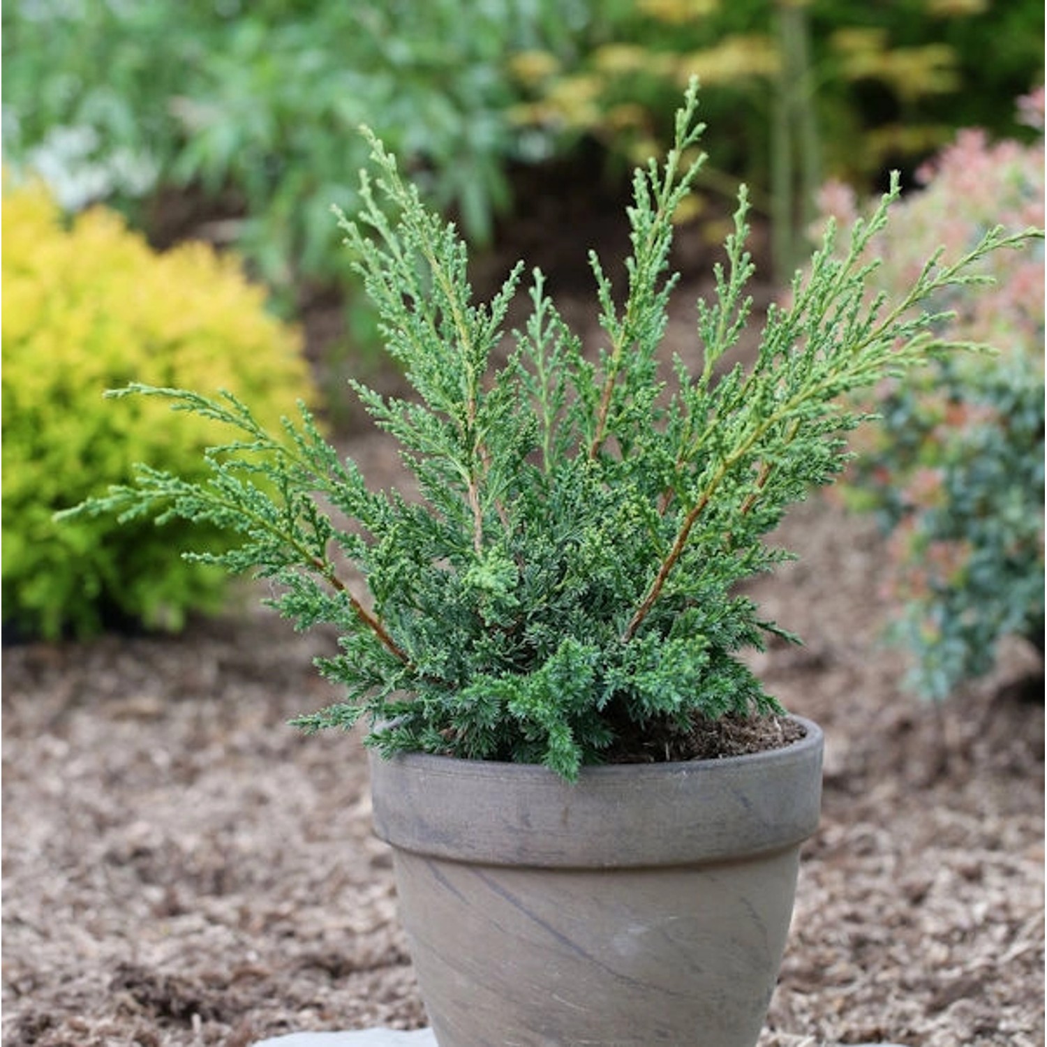 Strauchwacholder Blaauw 70-80cm - Juniperus chinensis günstig online kaufen