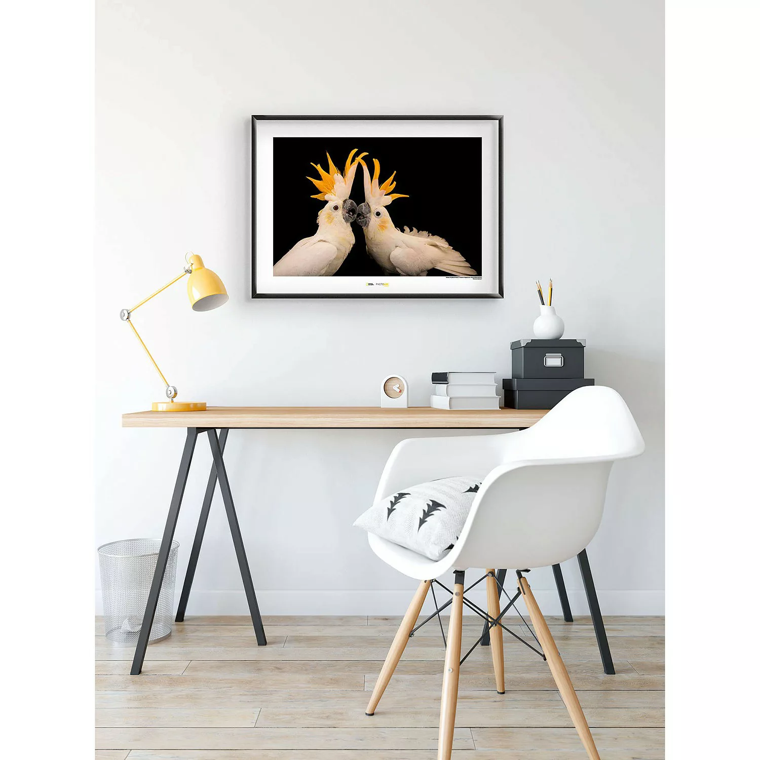 KOMAR Wandbild - Citron-crested Cockatoo - Größe: 70 x 50 cm mehrfarbig Gr. günstig online kaufen