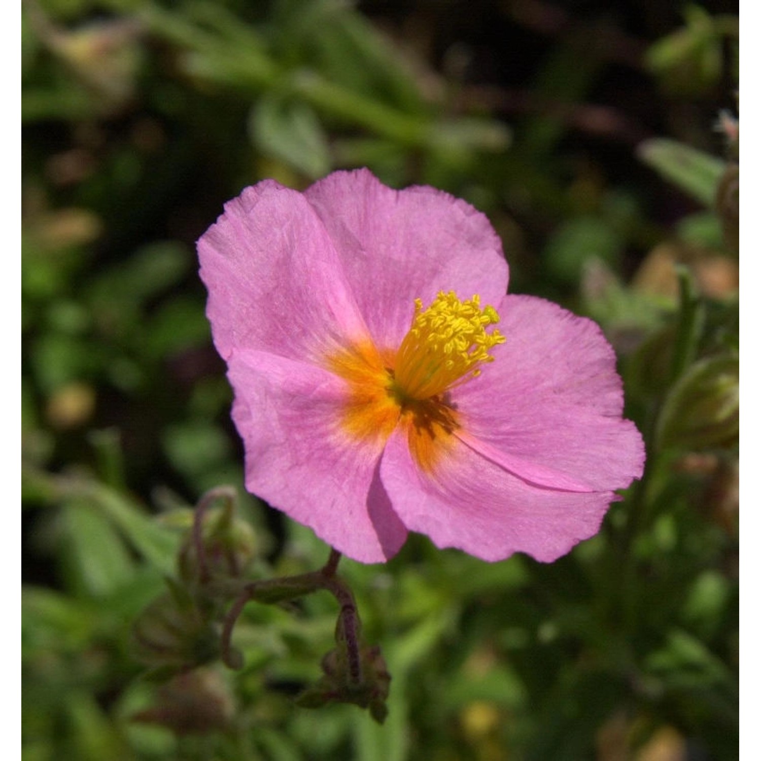 Sonnenröschen Lawrensons Pink - Helianthemum günstig online kaufen