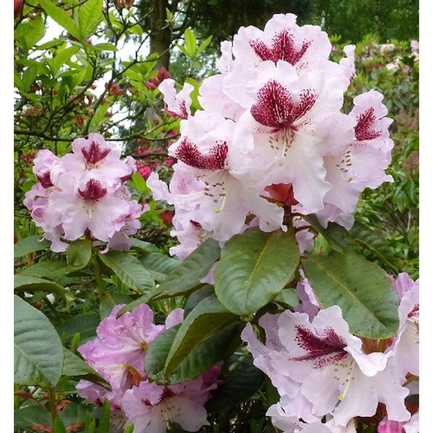 INKARHO - Großblumige Rhododendron Herbstfreude 50-60cm - Alpenrose günstig online kaufen