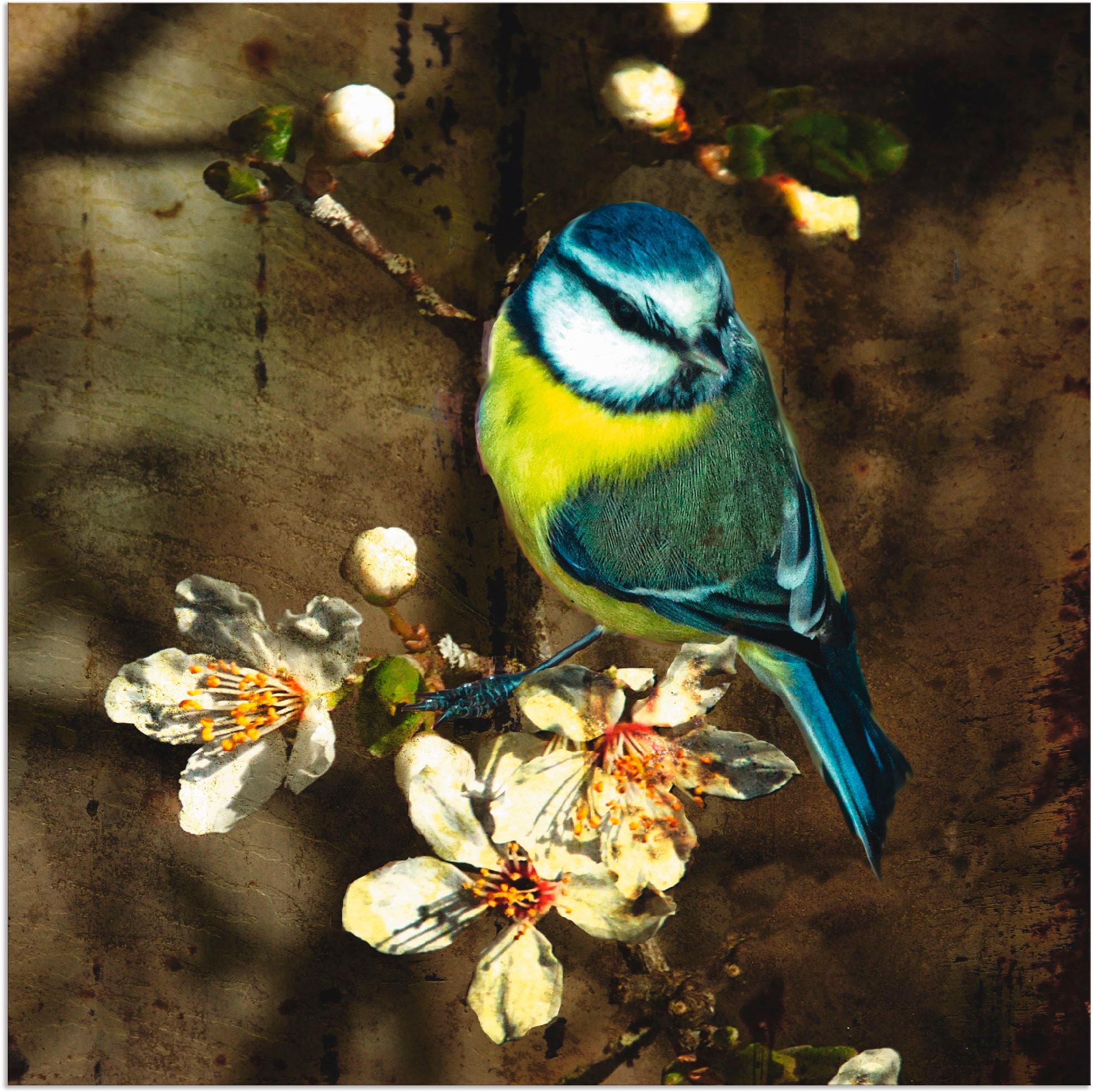 Artland Wandbild "Blaumeise auf Kirschzweig", Vögel, (1 St.) günstig online kaufen